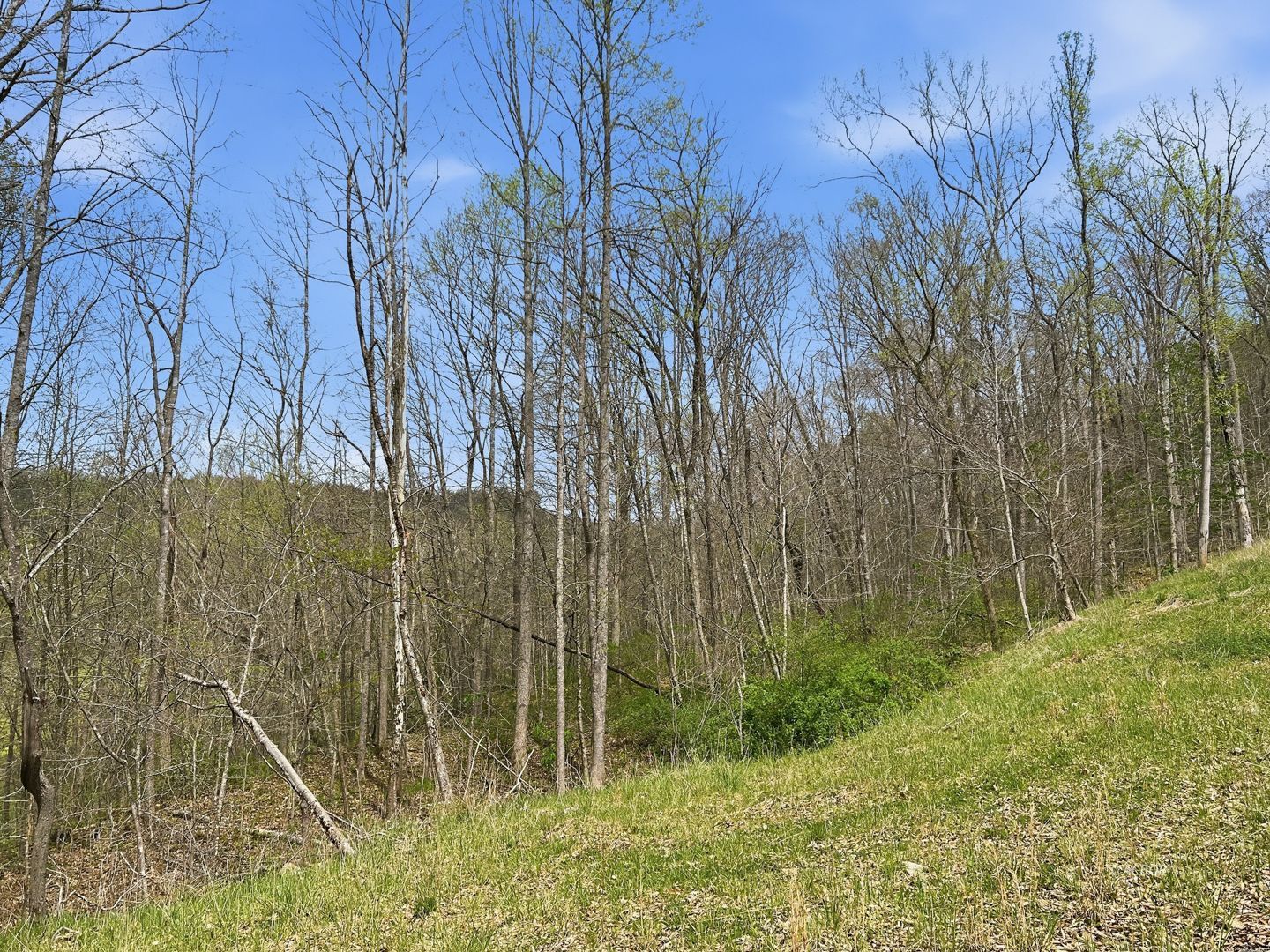Tick Ridge Koenig Hill Property Photo 6