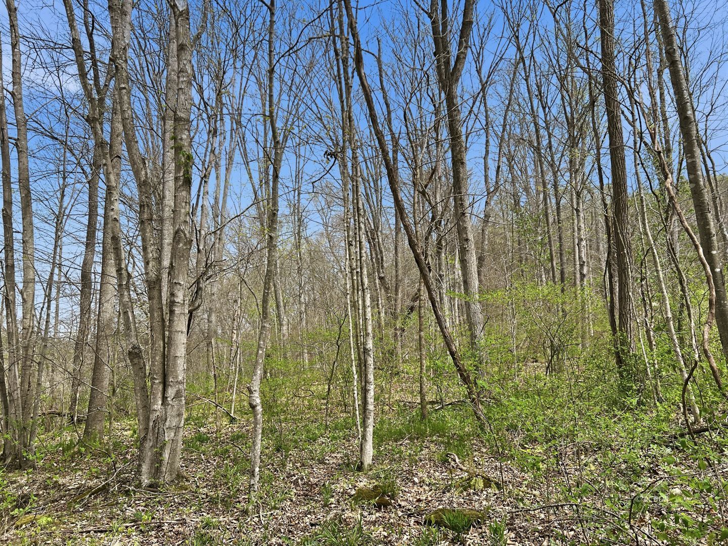 Tick Ridge Koenig Hill Property Photo 8