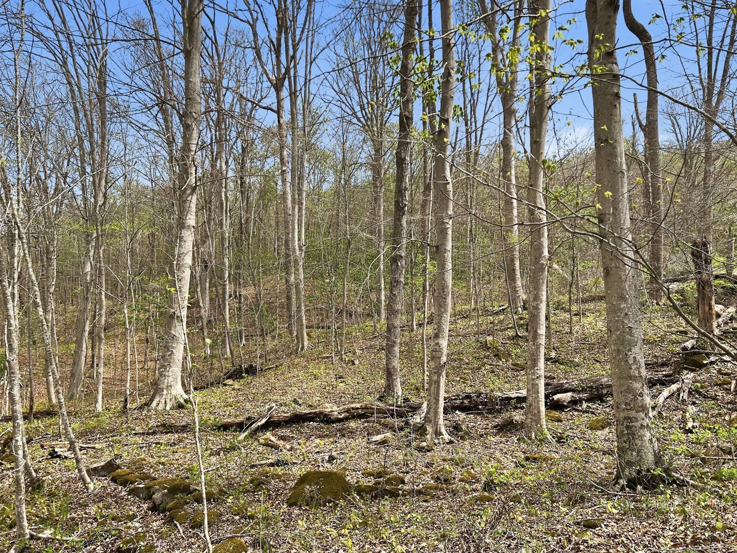 Tick Ridge Koenig Hill Property Photo 9
