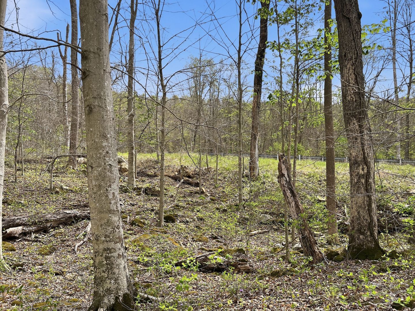 Tick Ridge Koenig Hill Property Photo 10