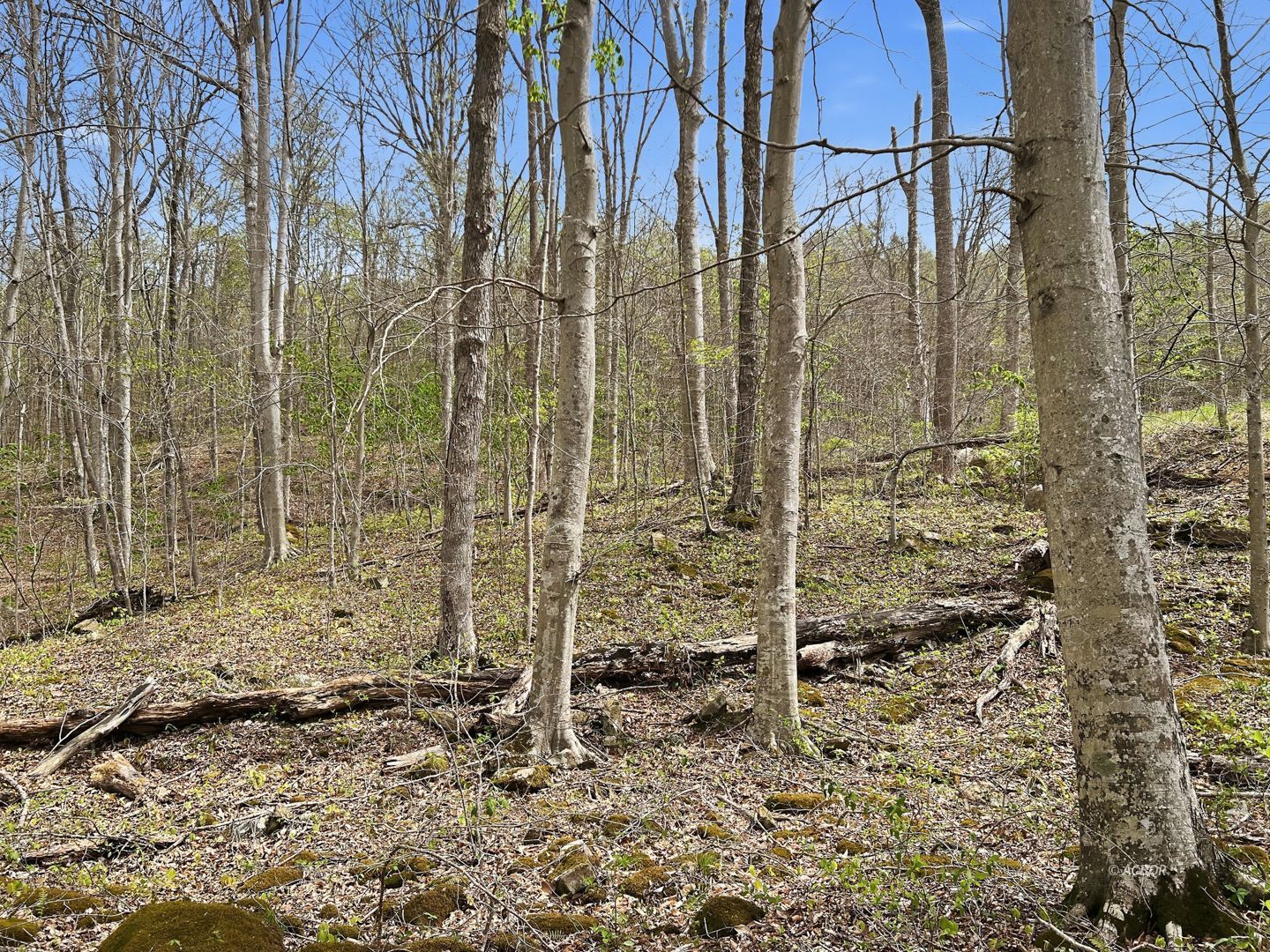 Tick Ridge Koenig Hill Property Photo 11