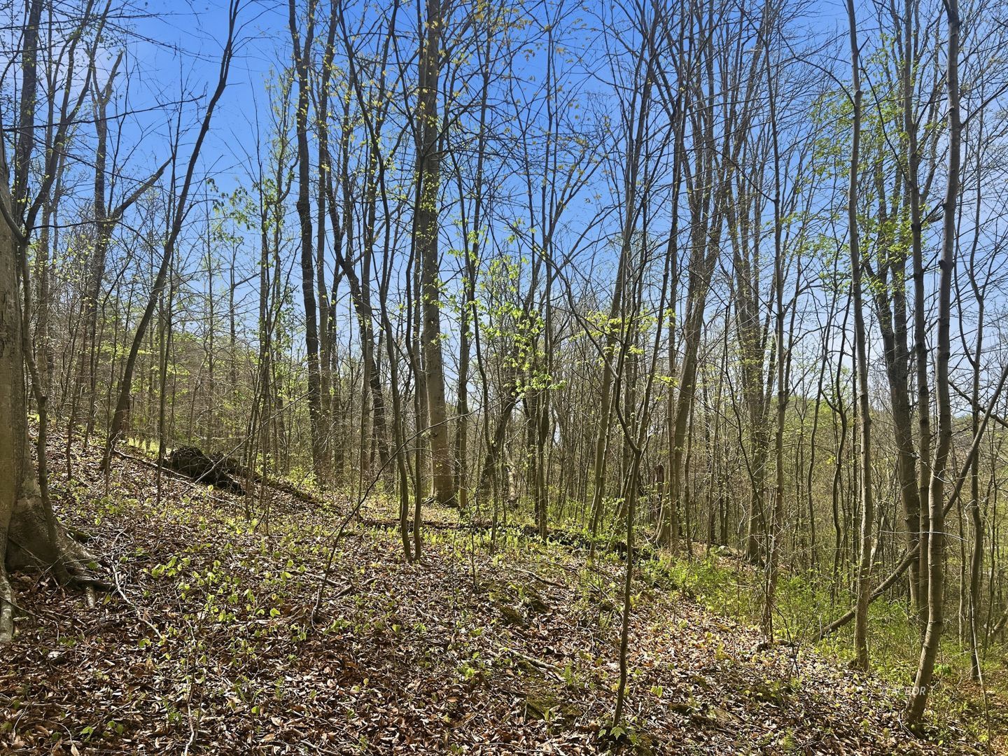 Tick Ridge Koenig Hill Property Photo 13