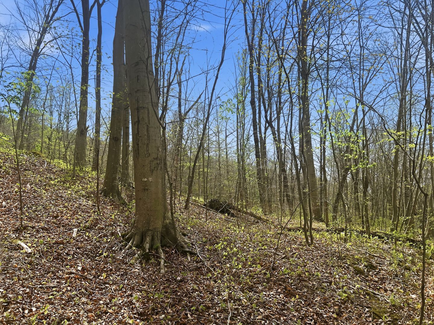 Tick Ridge Koenig Hill Property Photo 14