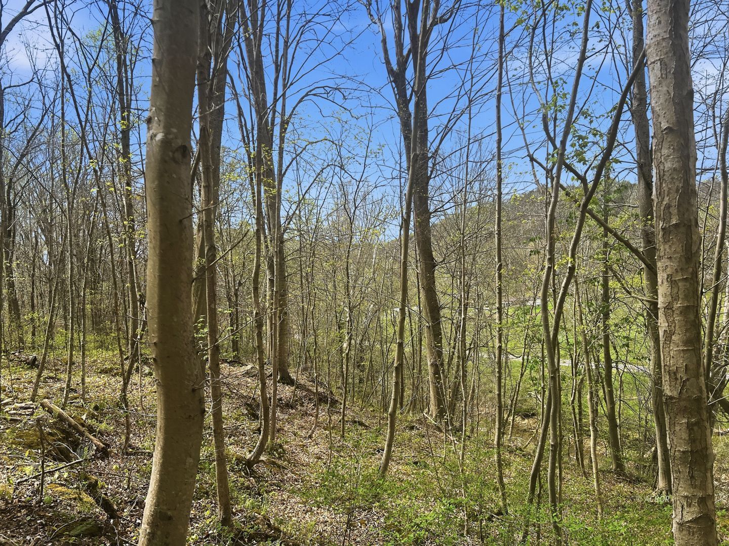 Tick Ridge Koenig Hill Property Photo 15