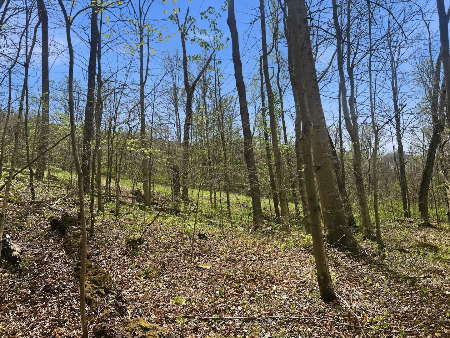 Tick Ridge Koenig Hill Property Photo 16