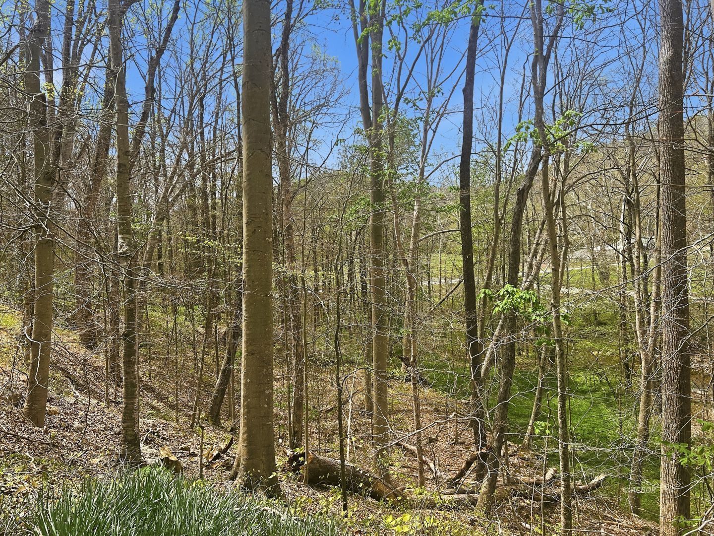 Tick Ridge Koenig Hill Property Photo 17