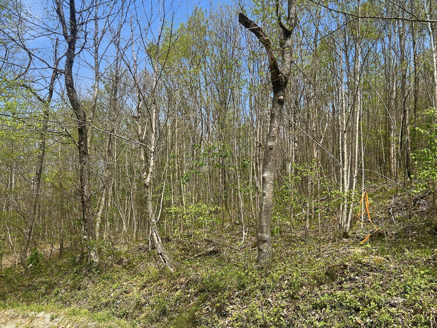 Tick Ridge Koenig Hill Property Photo 18