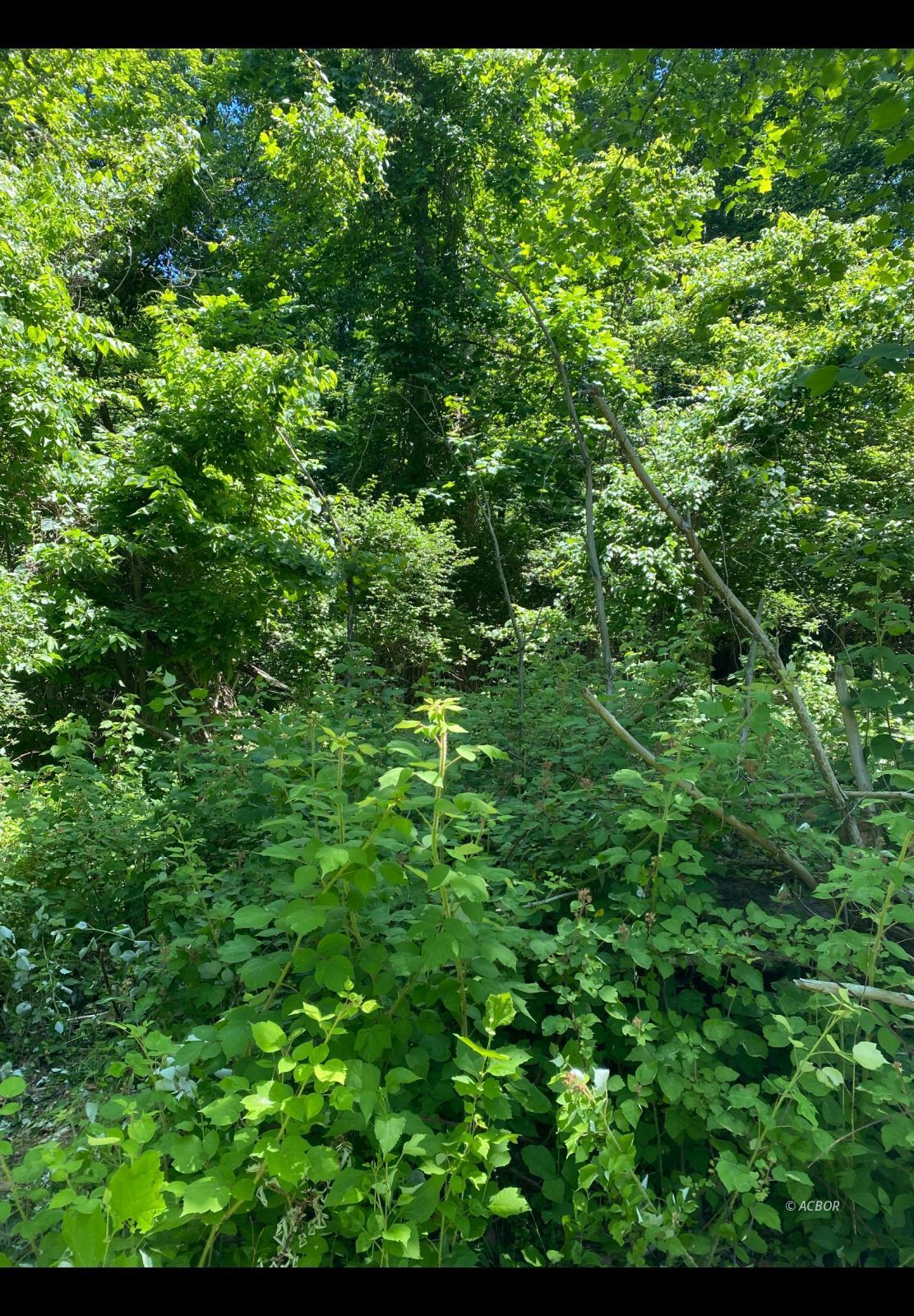 Peach Ridge Rd Property Photo 3