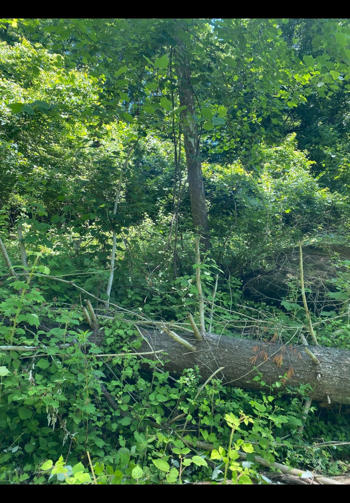 Peach Ridge Rd Property Photo 4