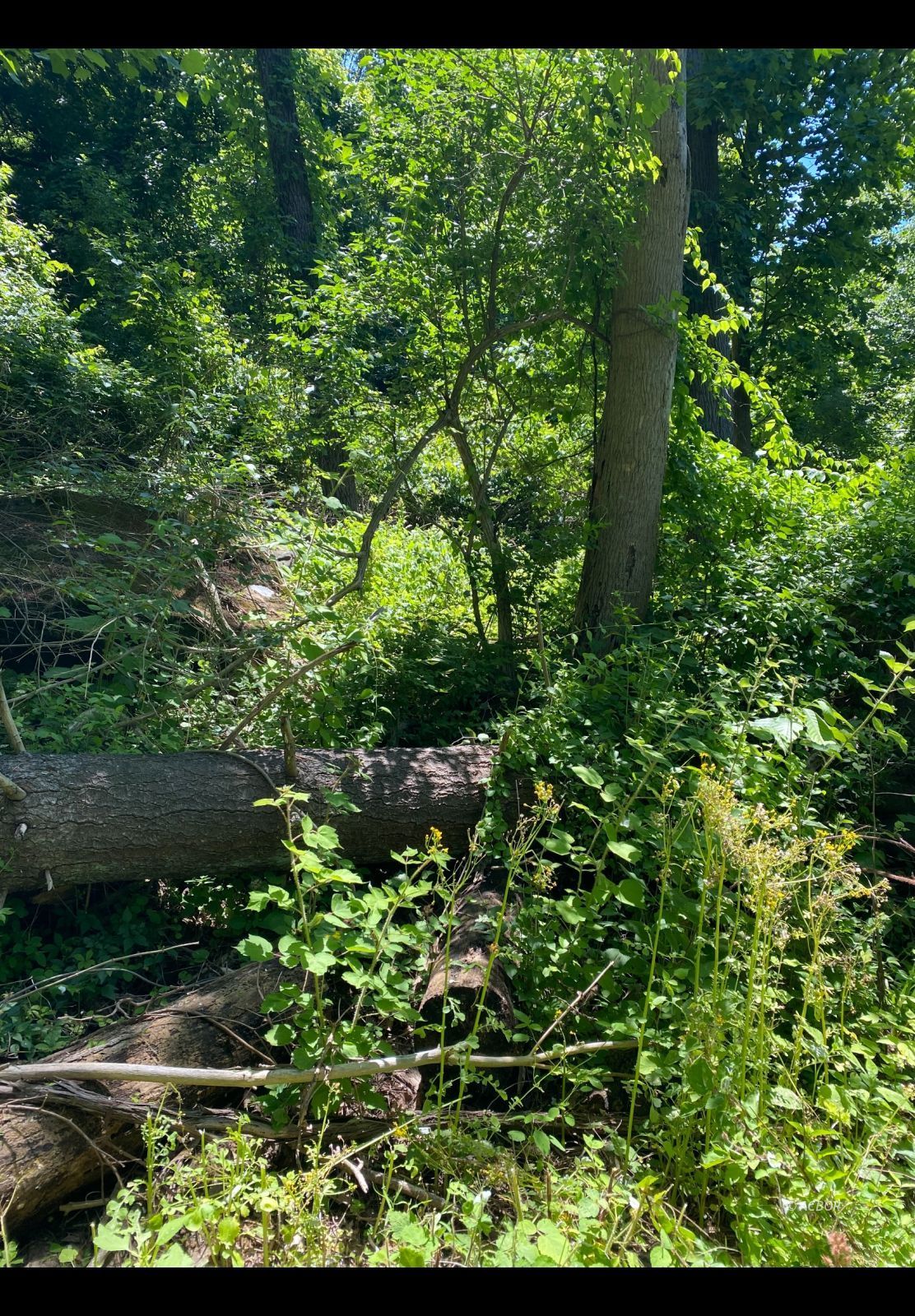 Peach Ridge Rd Property Photo 5