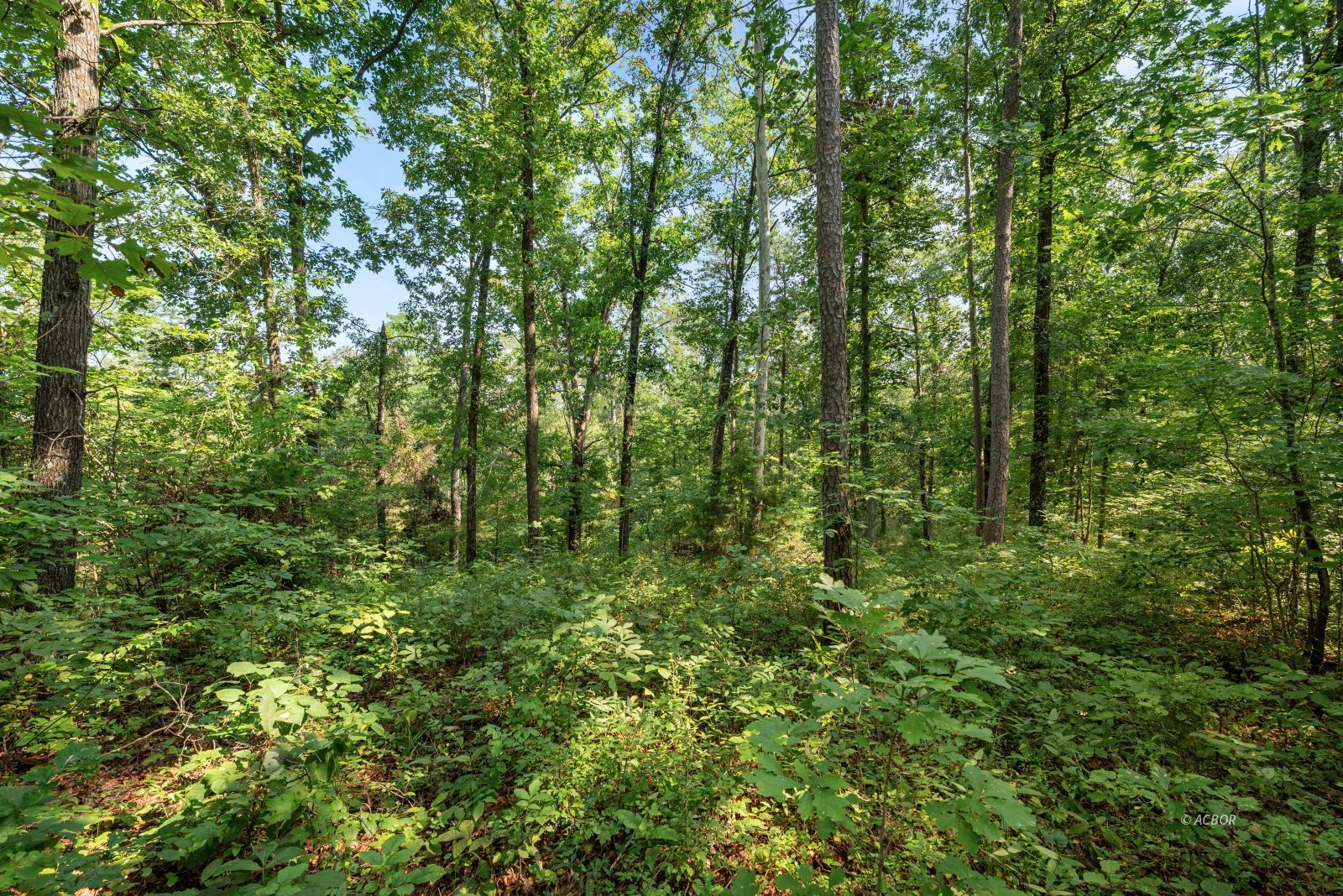 Oak Ridge Dr Property Photo 5