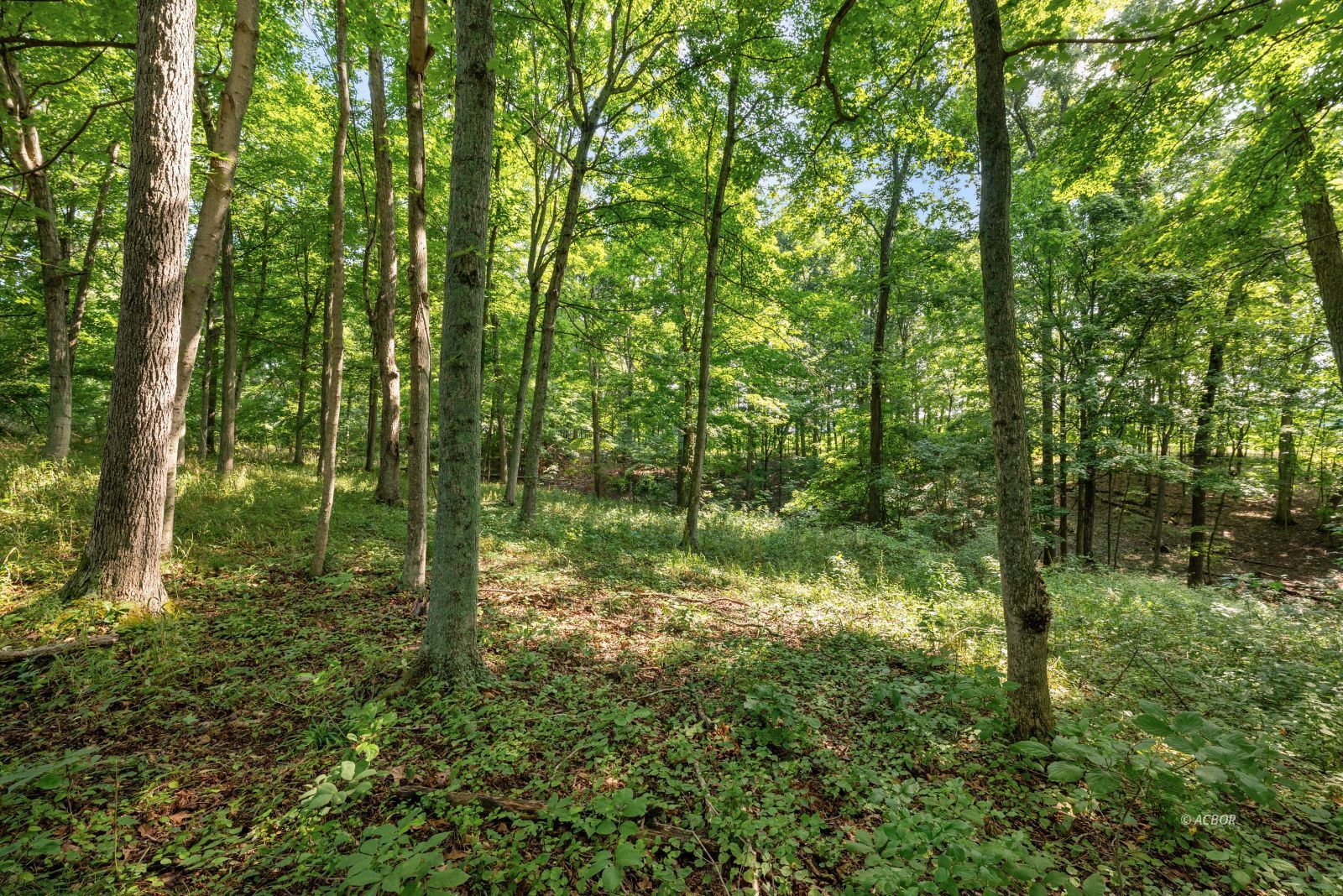 Oak Ridge Dr Property Photo 12