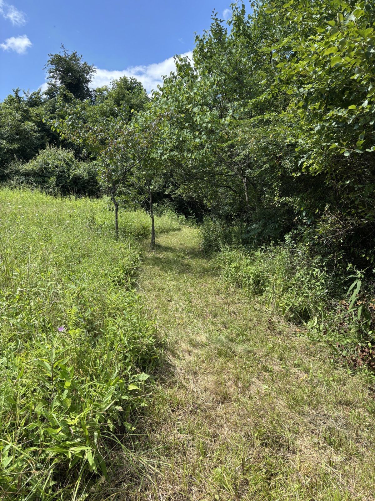 Mill Creek Rd Property Photo 18
