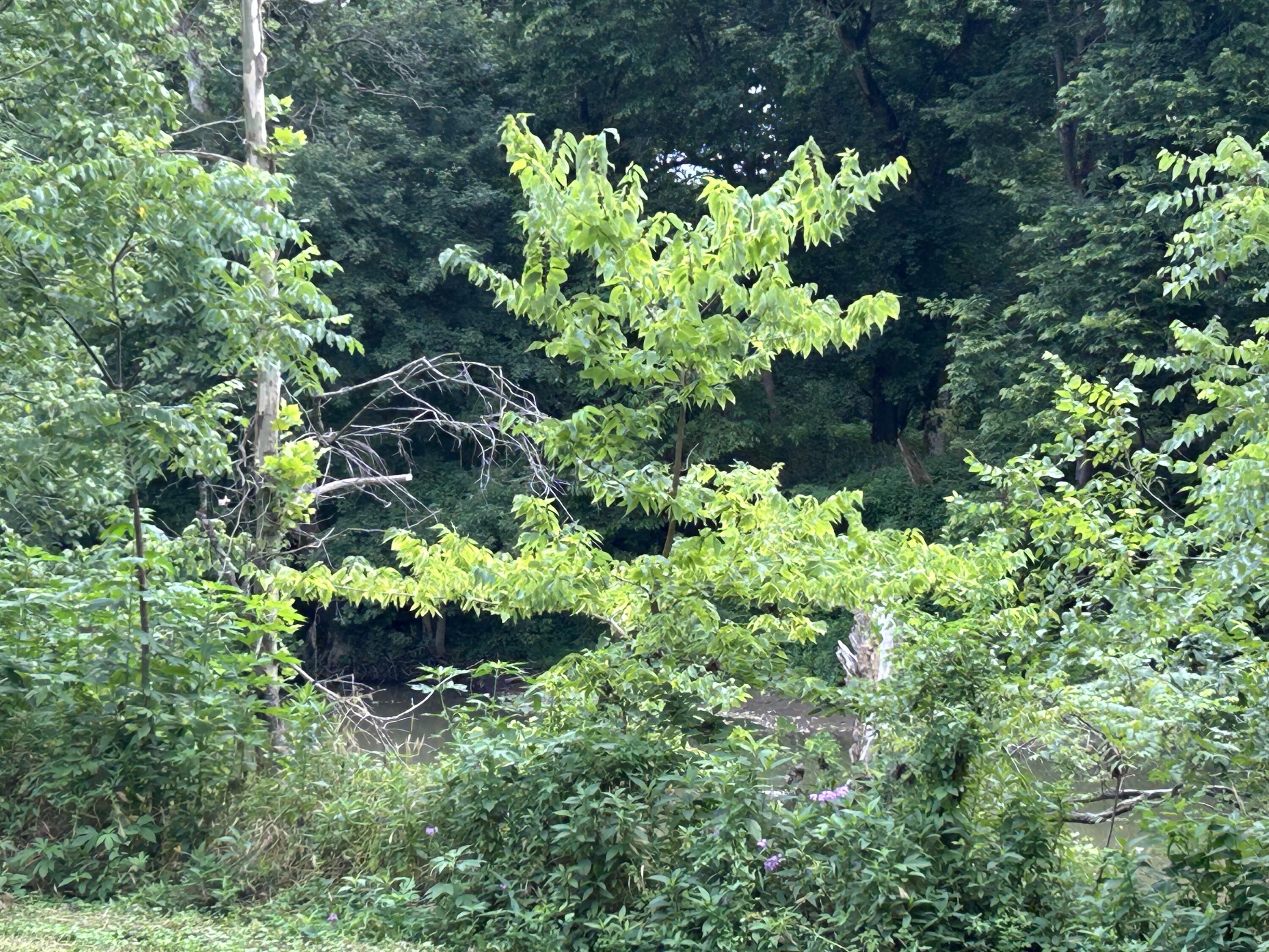 4285 Hwy 467 Property Photo 9