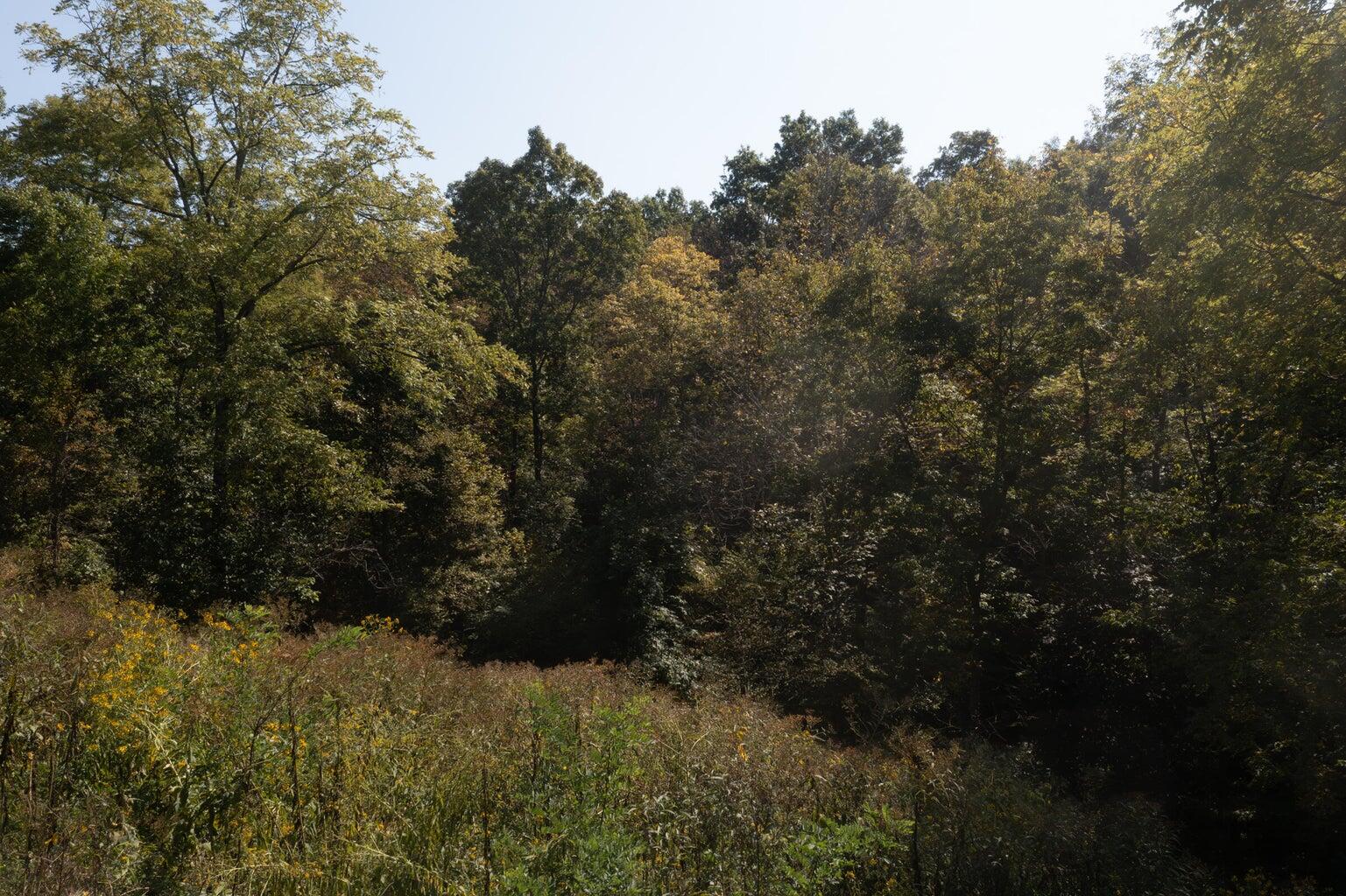0 Roselawn Drive Property Photo 16