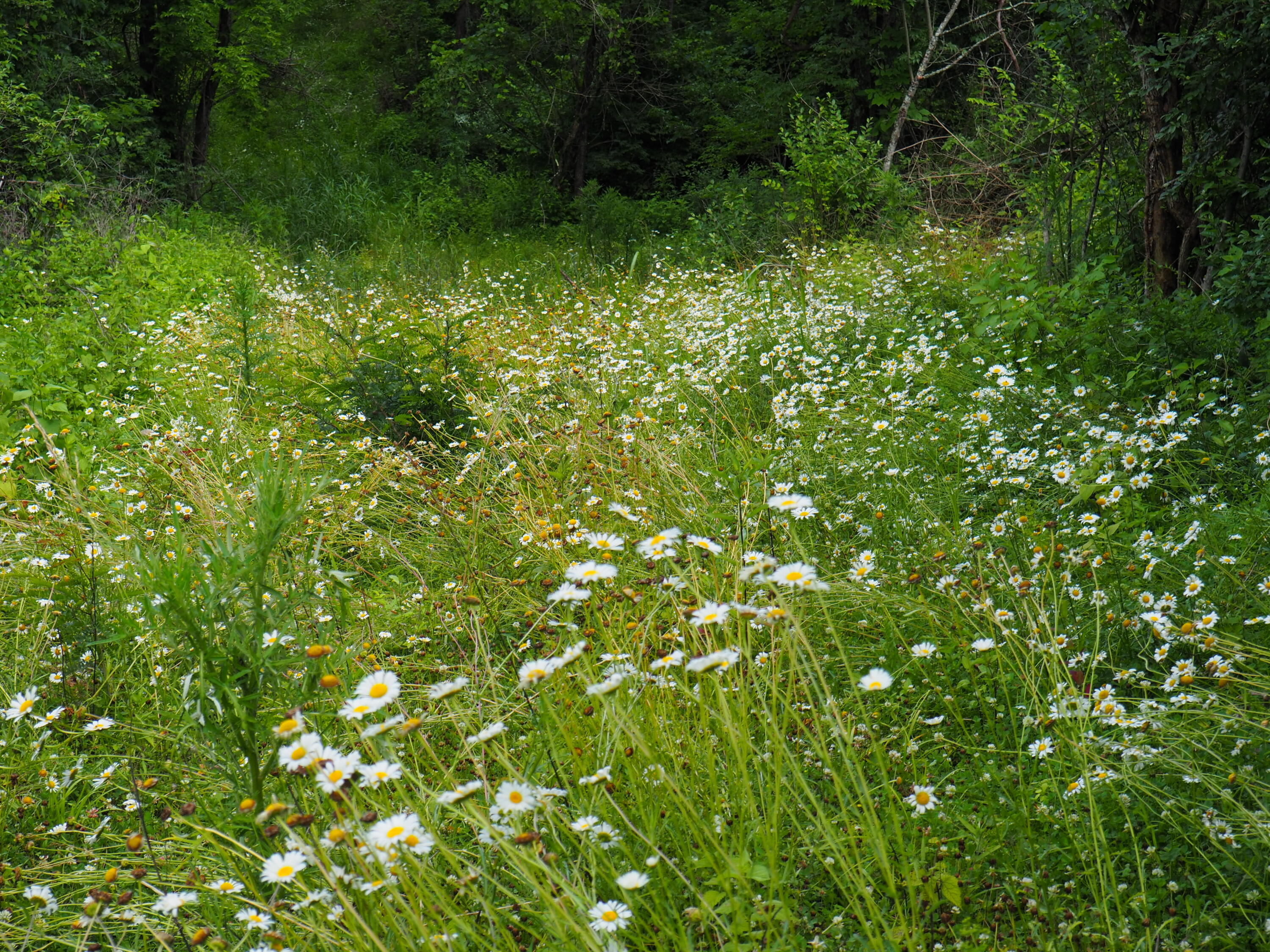8185 Camp Ernst Road Property Photo 9