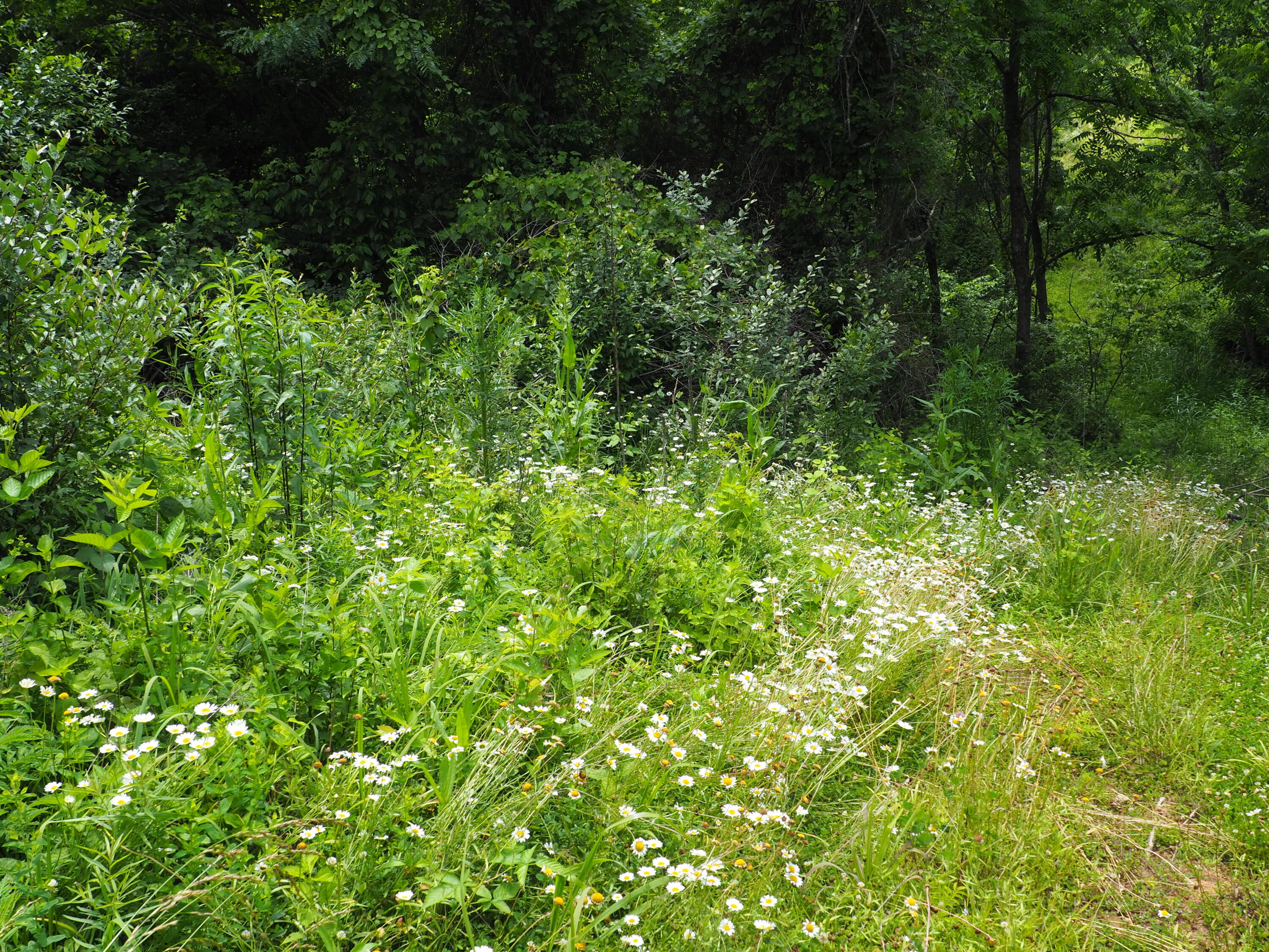 8185 Camp Ernst Road Property Photo 10