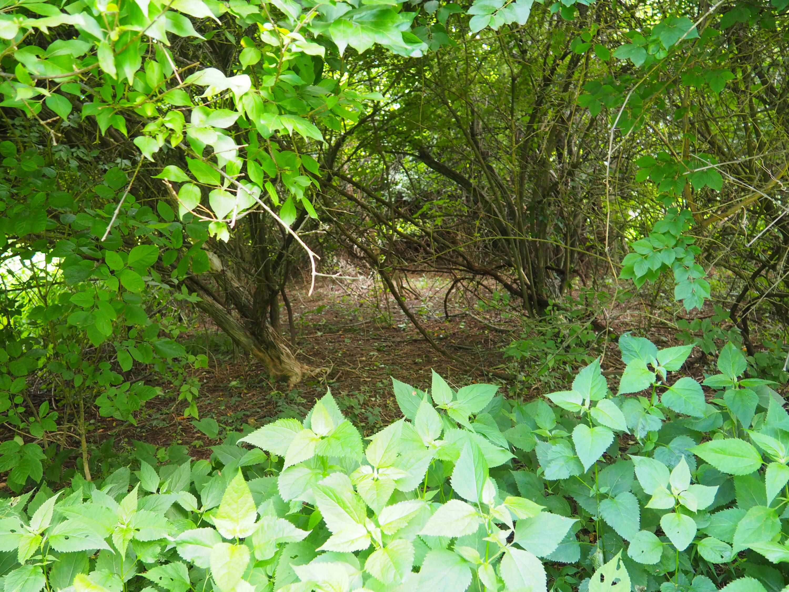 8185 Camp Ernst Road Property Photo 13