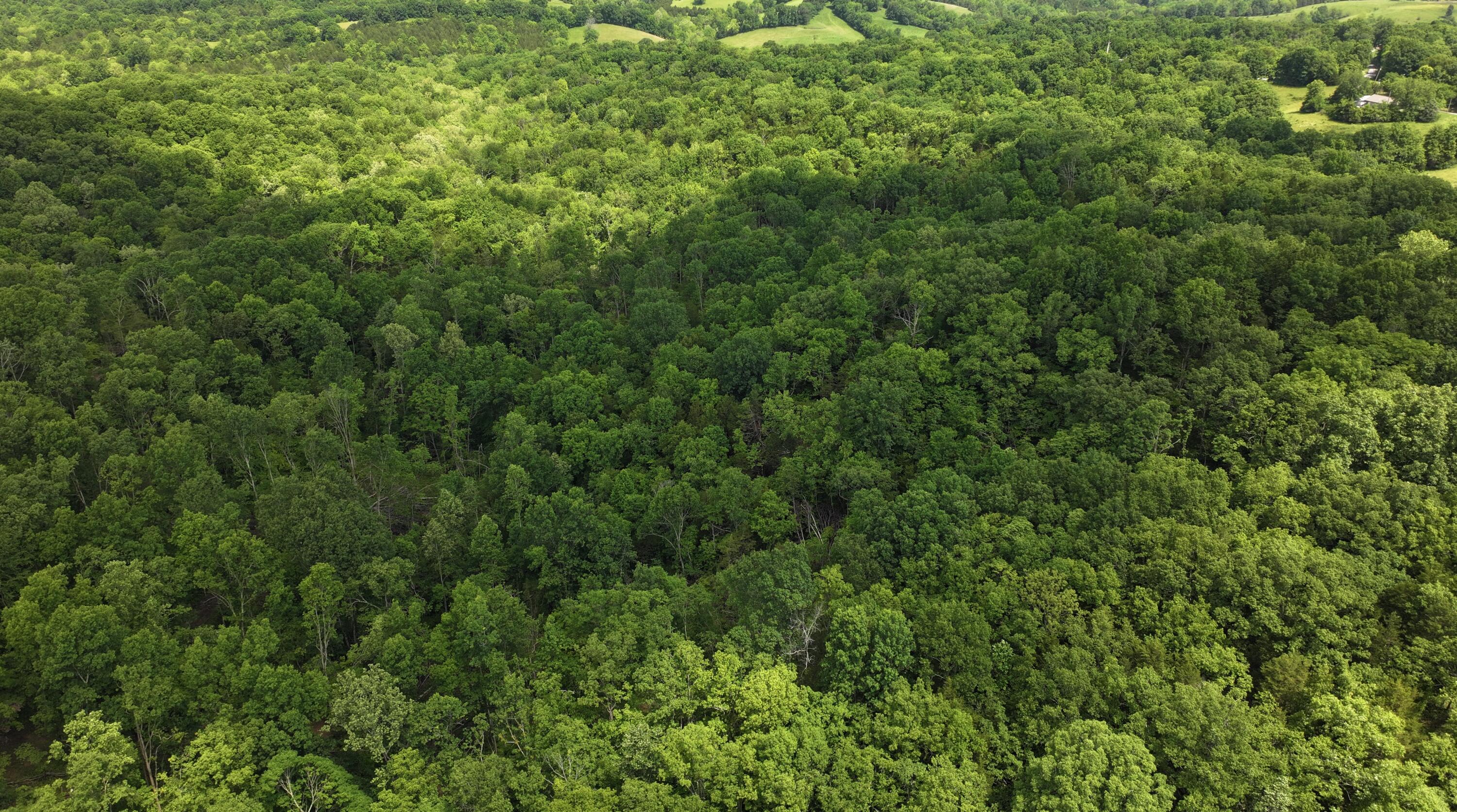 3990 Claxon Ridge Road Property Photo 14