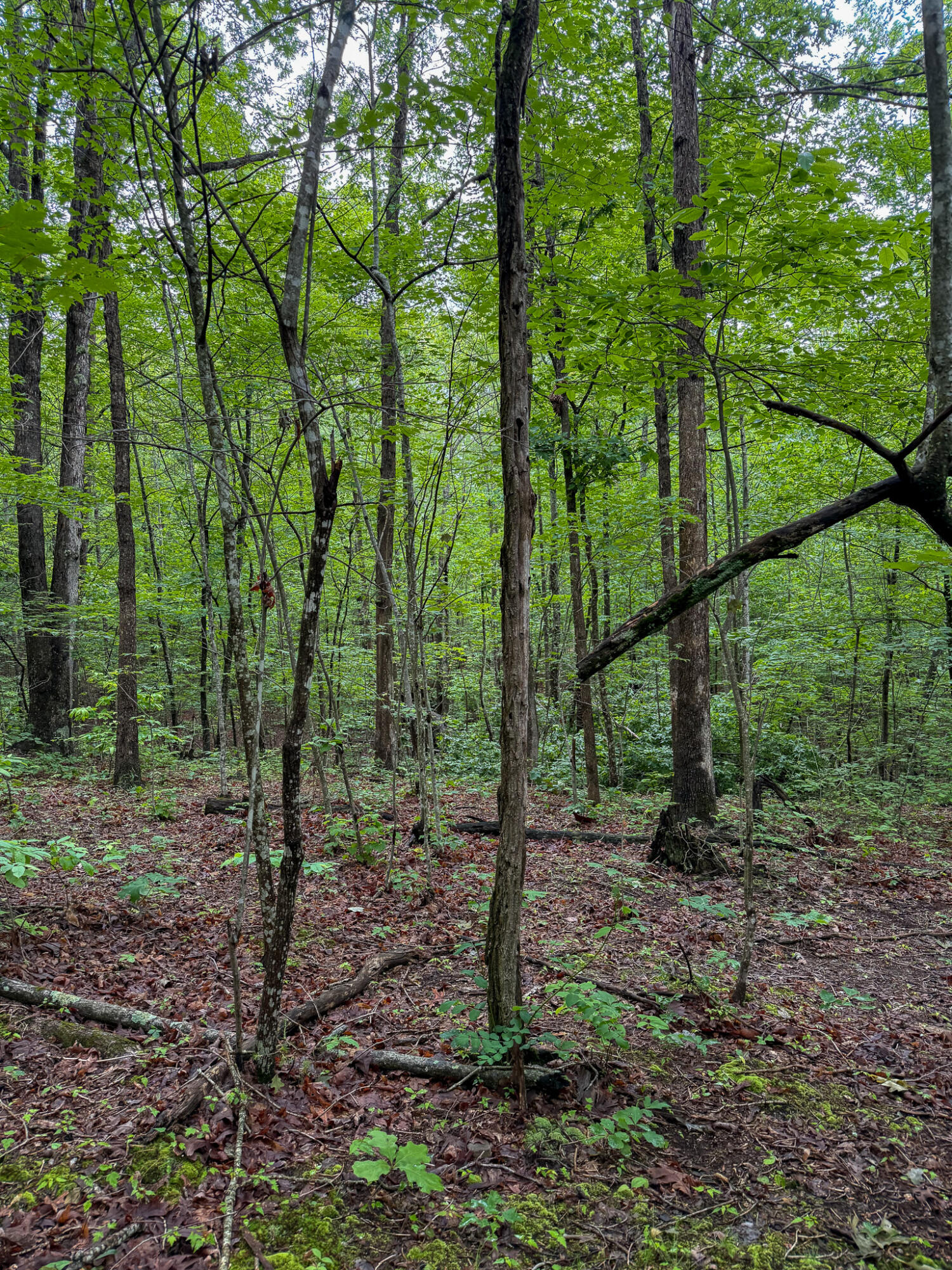0 Thorp Ridge Road Property Photo 2