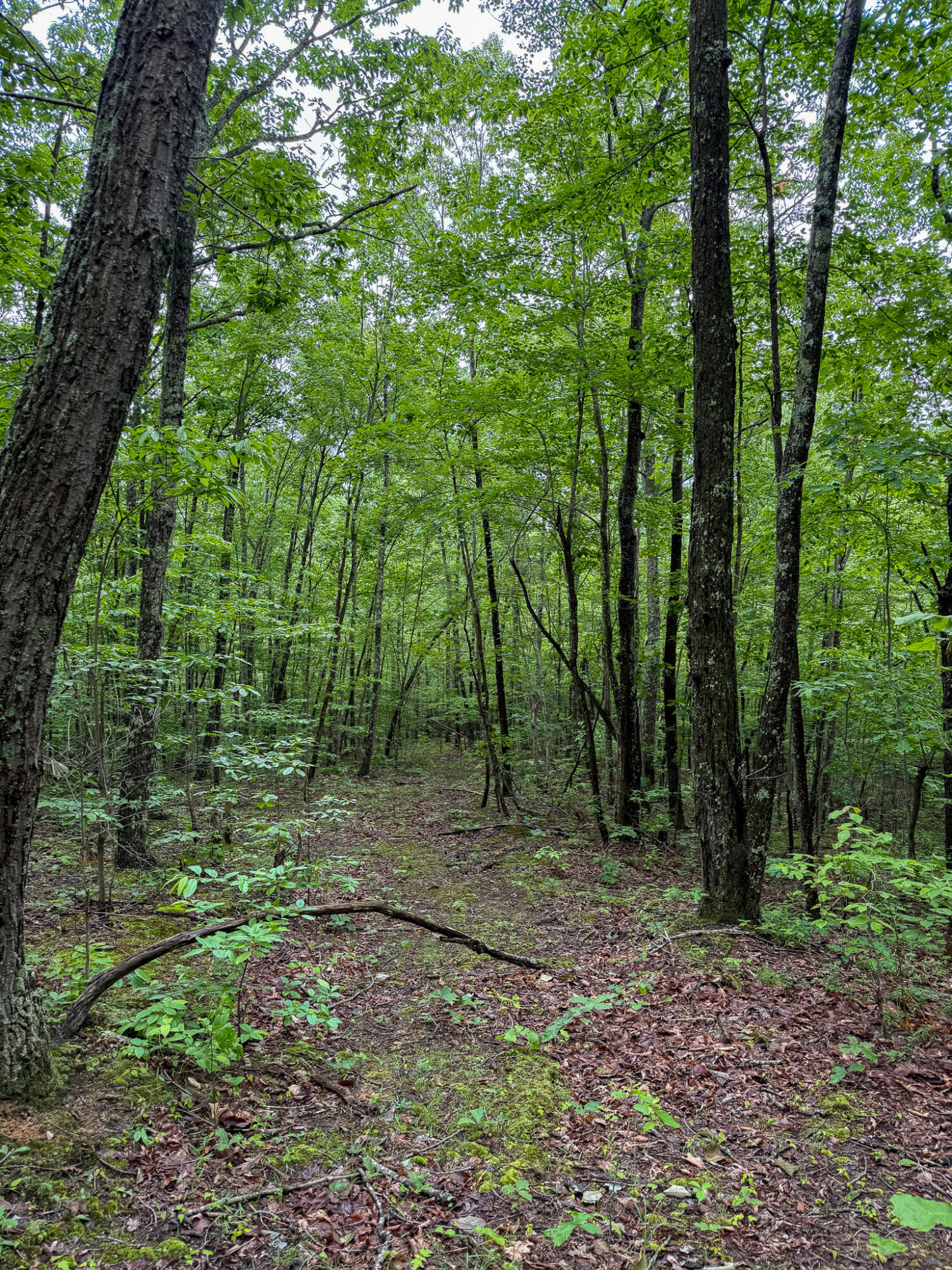0 Thorp Ridge Road Property Photo 3