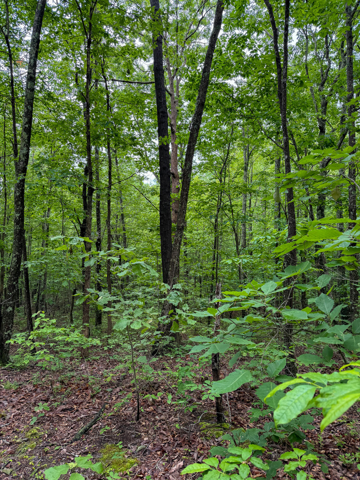 0 Thorp Ridge Road Property Photo 4