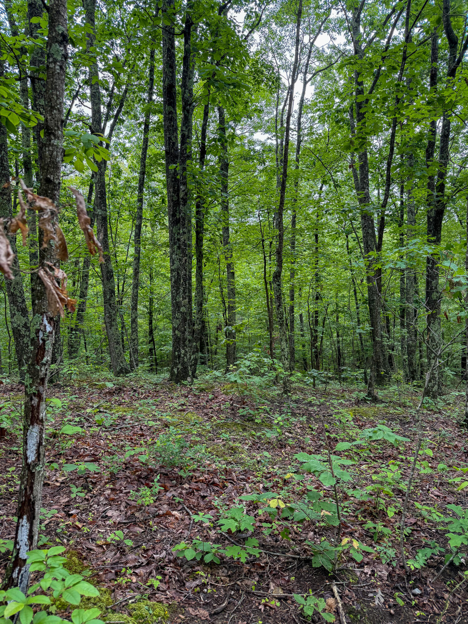 0 Thorp Ridge Road Property Photo 5