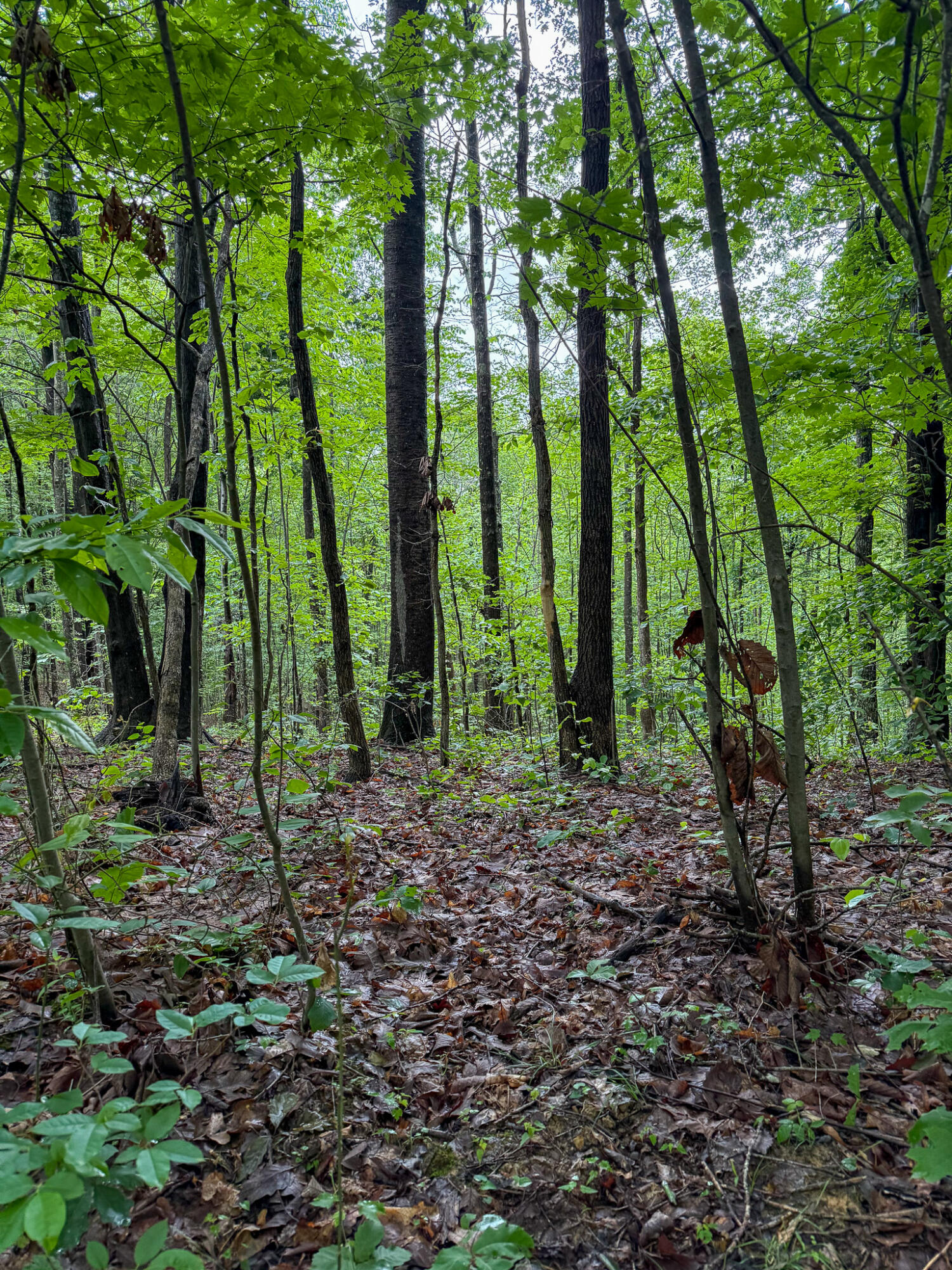 0 Thorp Ridge Road Property Photo 6