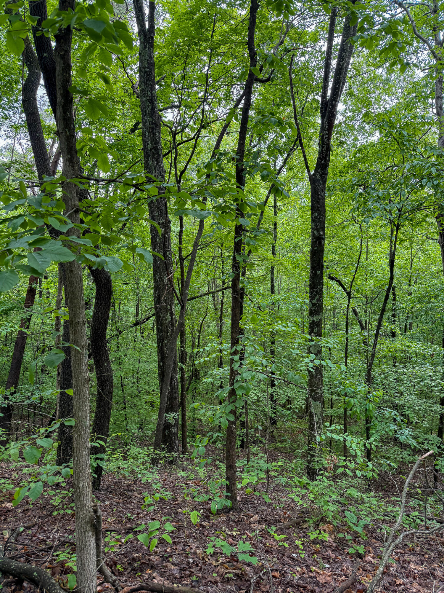 0 Thorp Ridge Road Property Photo 7