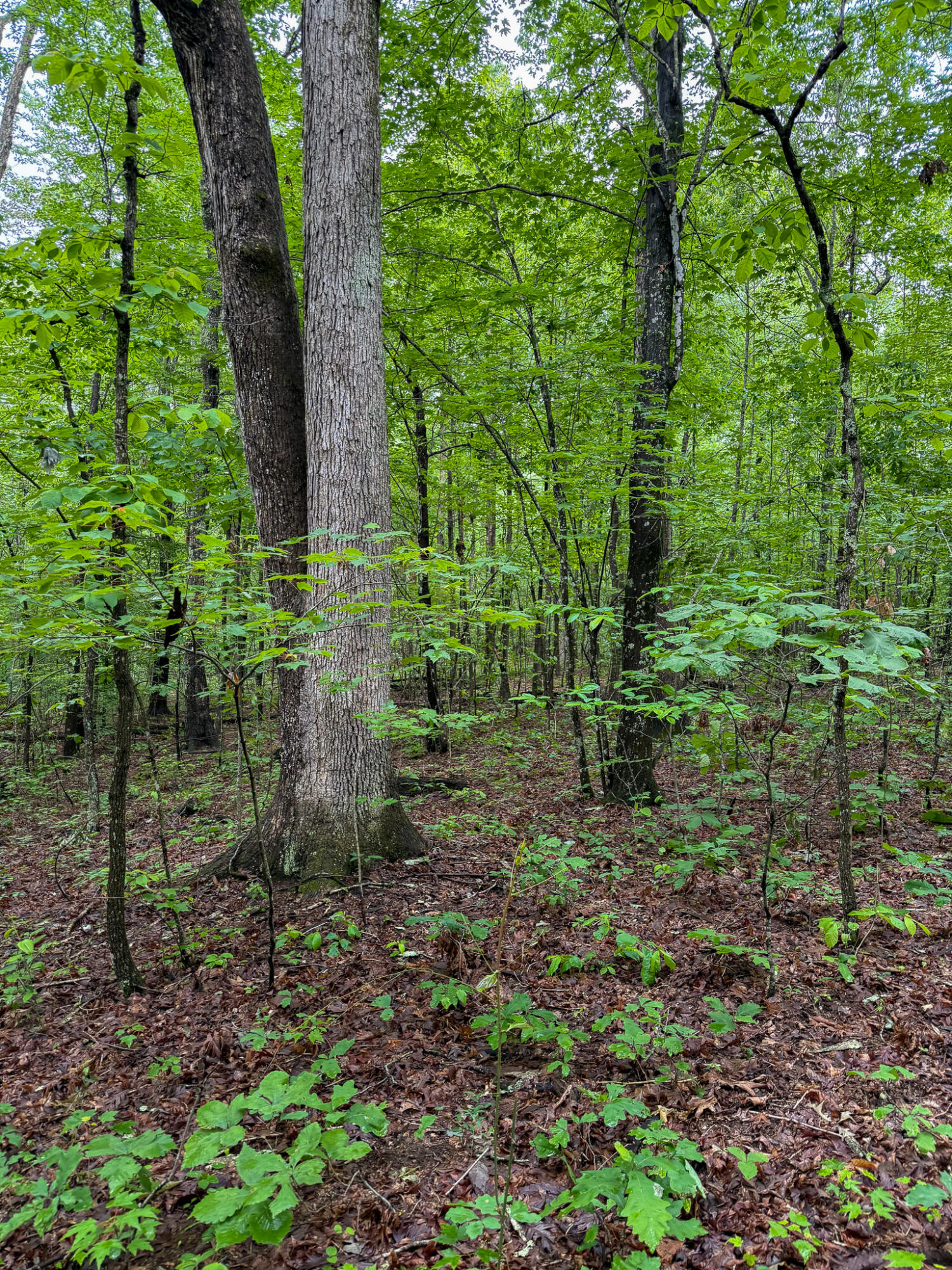 0 Thorp Ridge Road Property Photo 8
