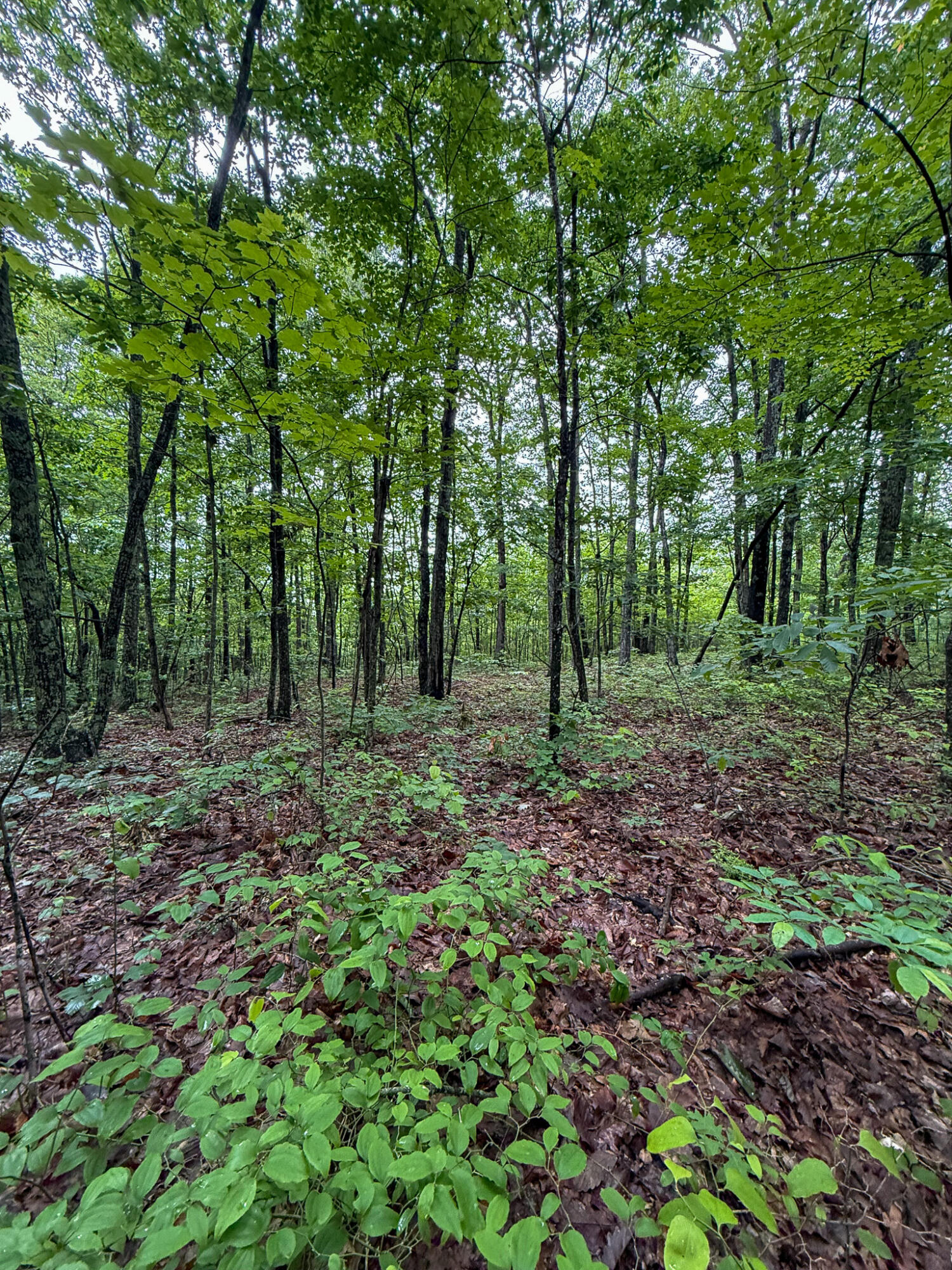 0 Thorp Ridge Road Property Photo 9