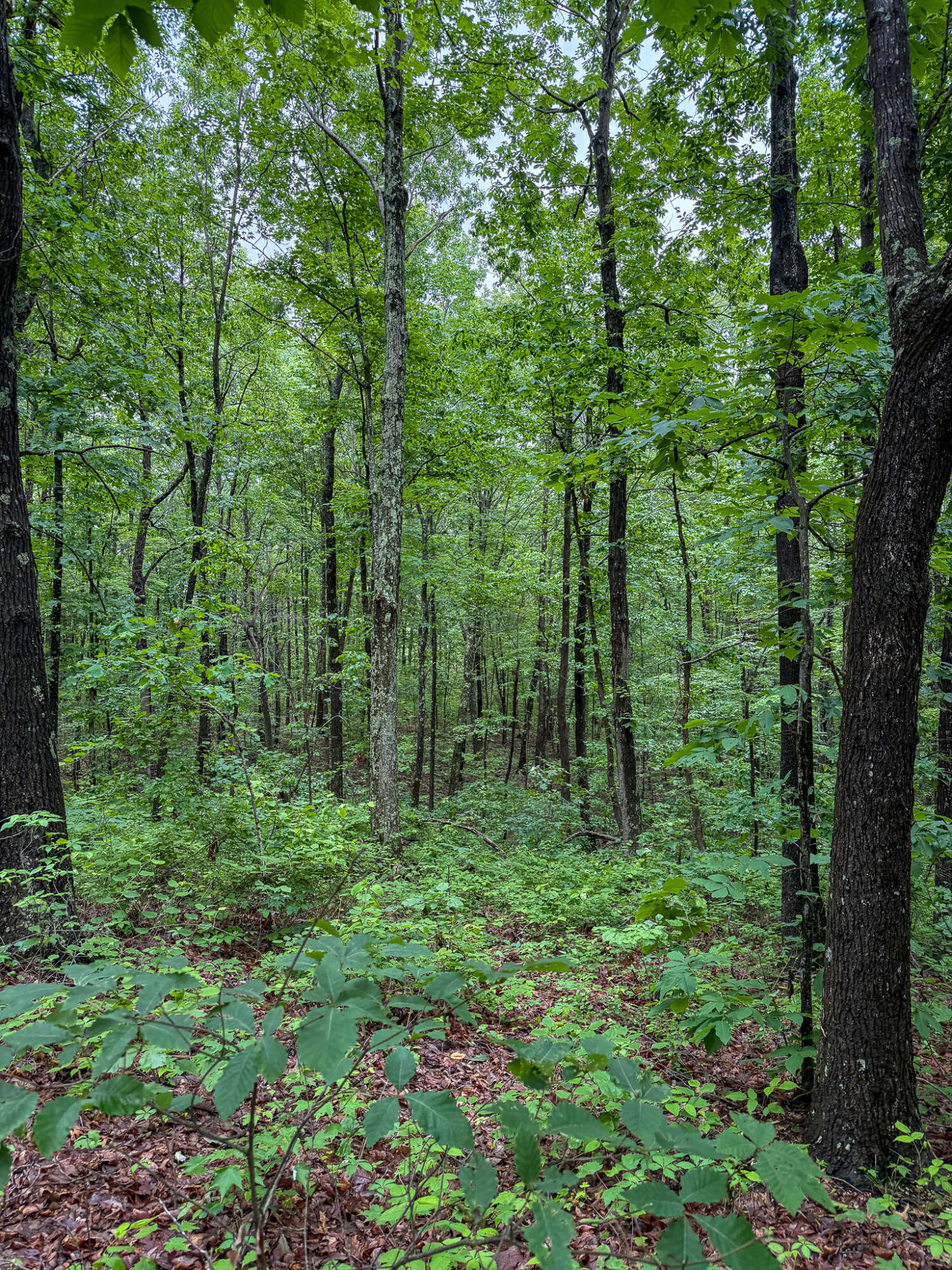 0 Thorp Ridge Road Property Photo 10