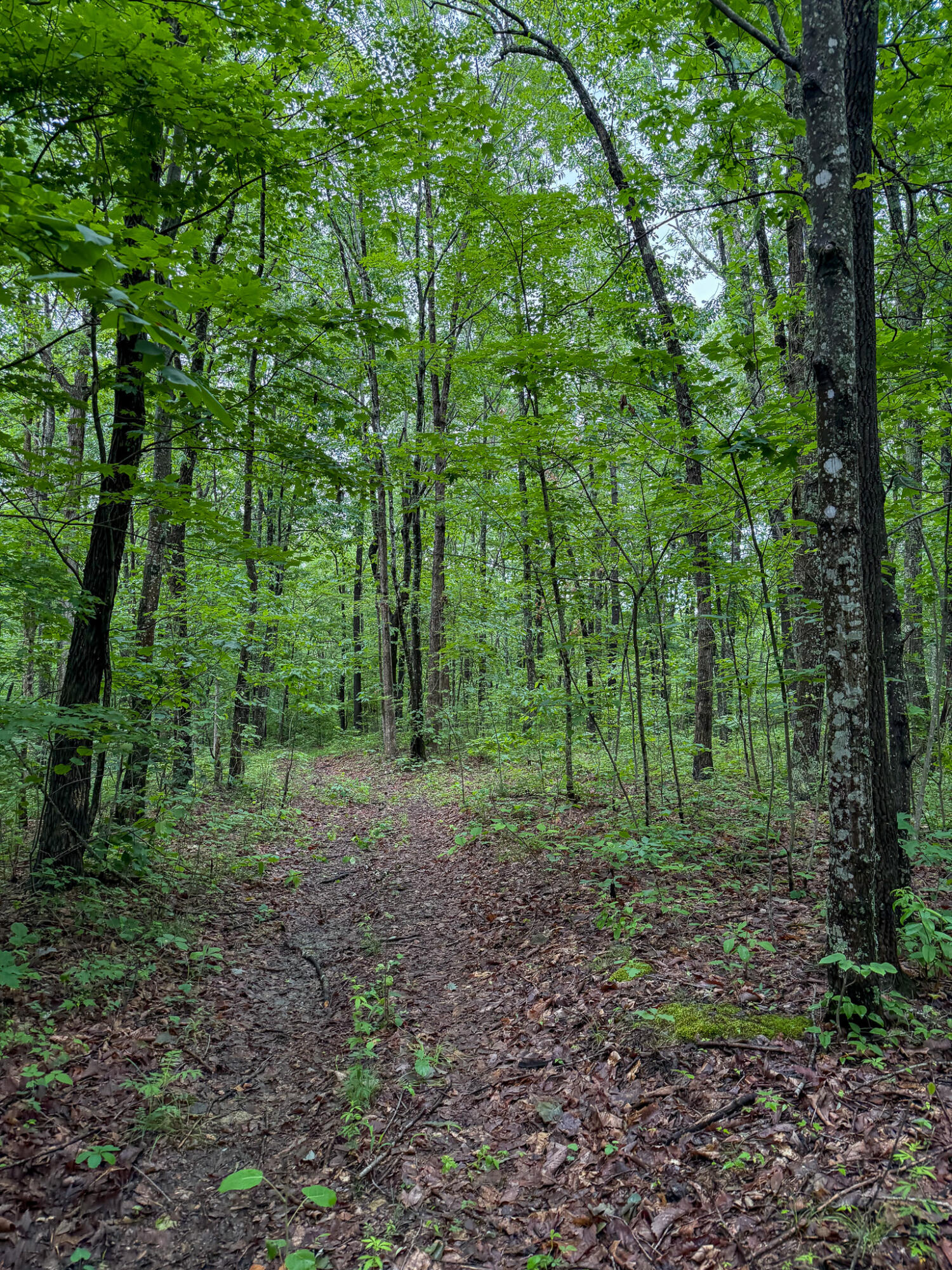 0 Thorp Ridge Road Property Photo 12