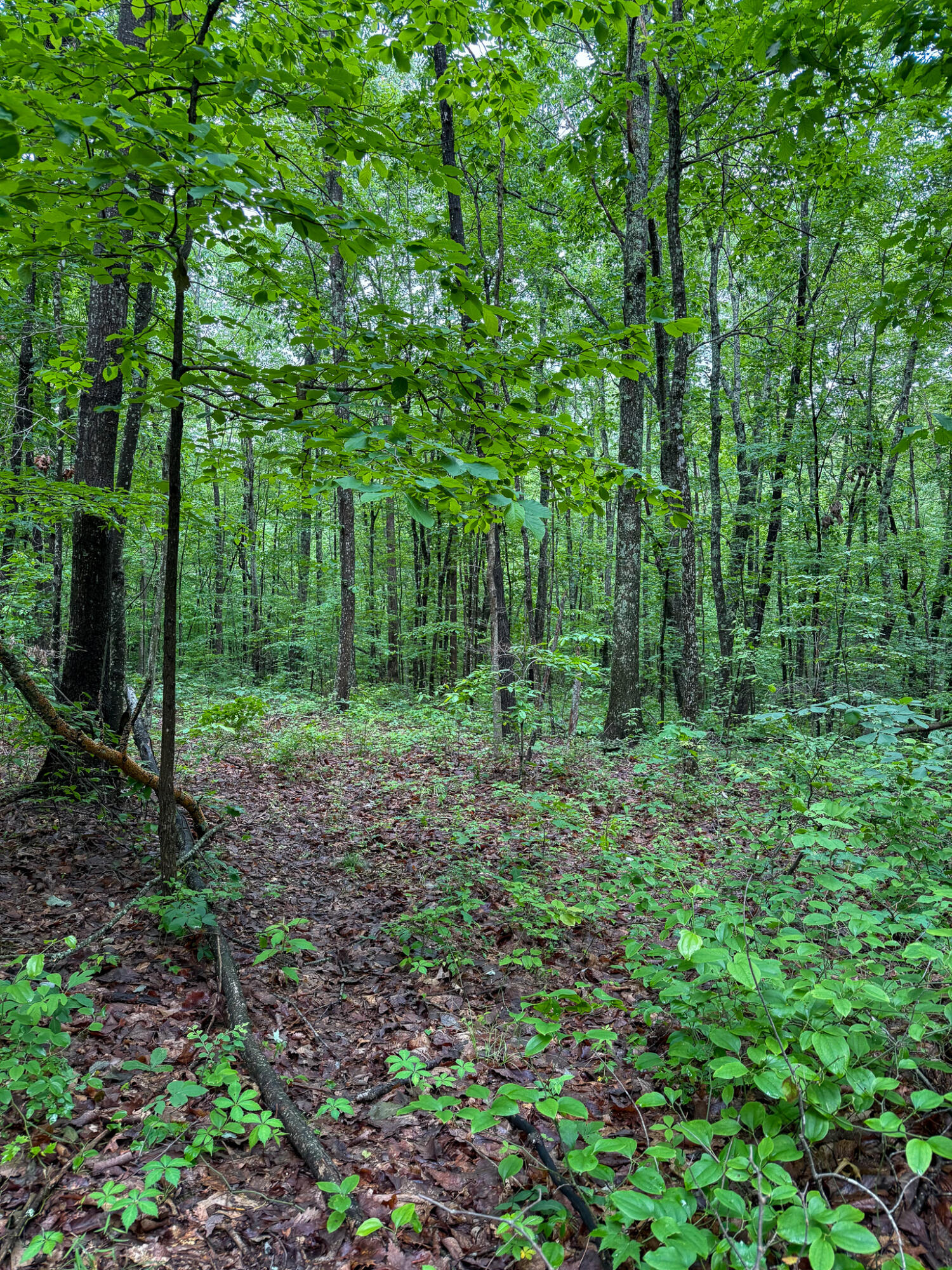 0 Thorp Ridge Road Property Photo 13