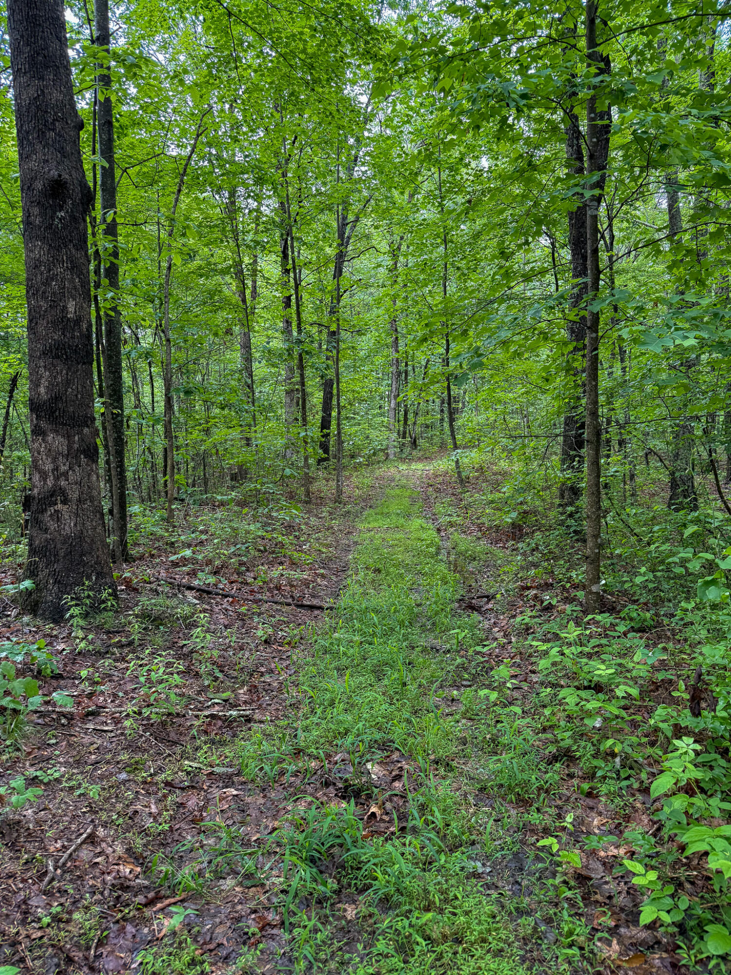 0 Thorp Ridge Road Property Photo 14