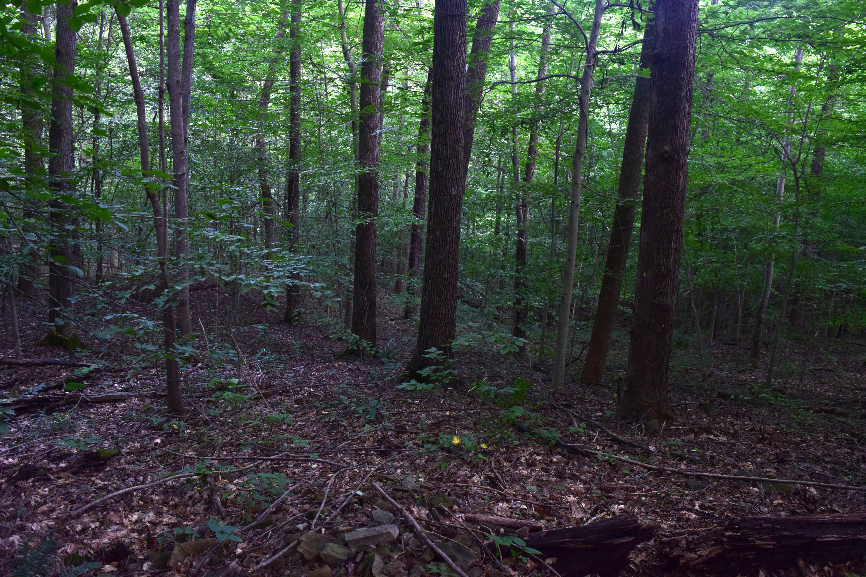 0 Spring Road Property Photo 15