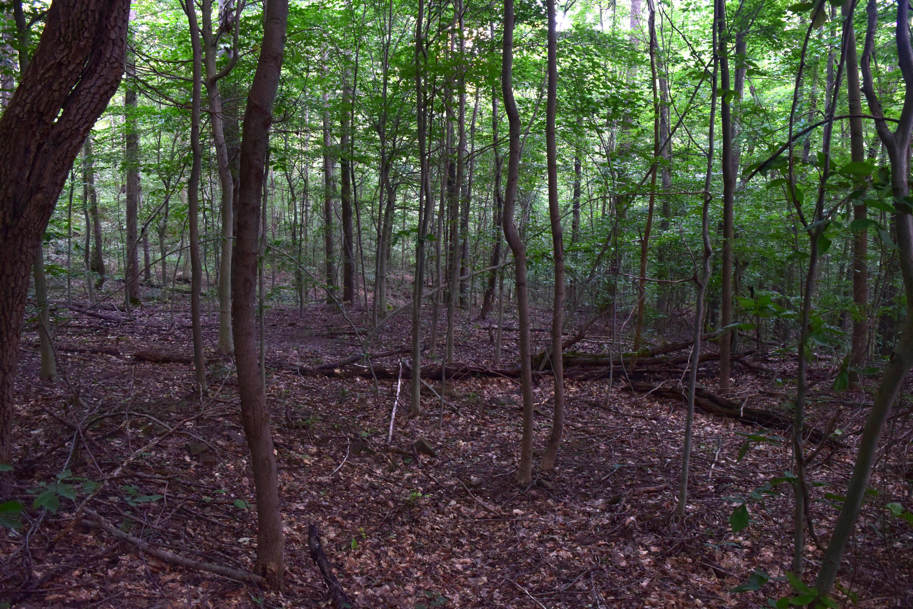 0 Spring Road Property Photo 17