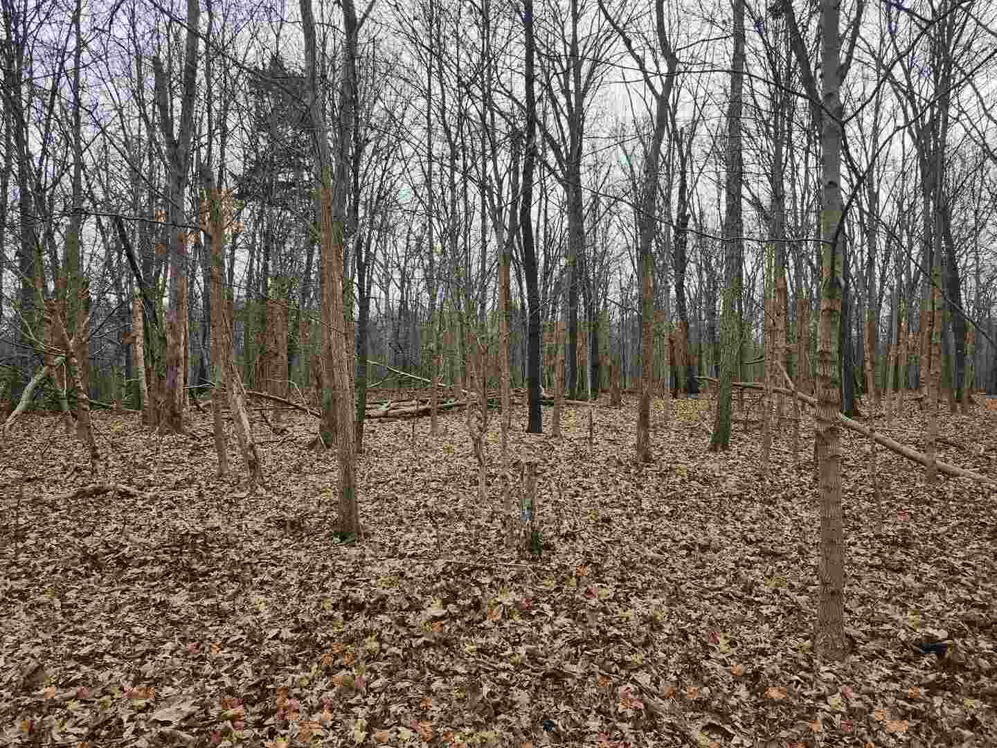 0 E Mozart Road Property Photo 5