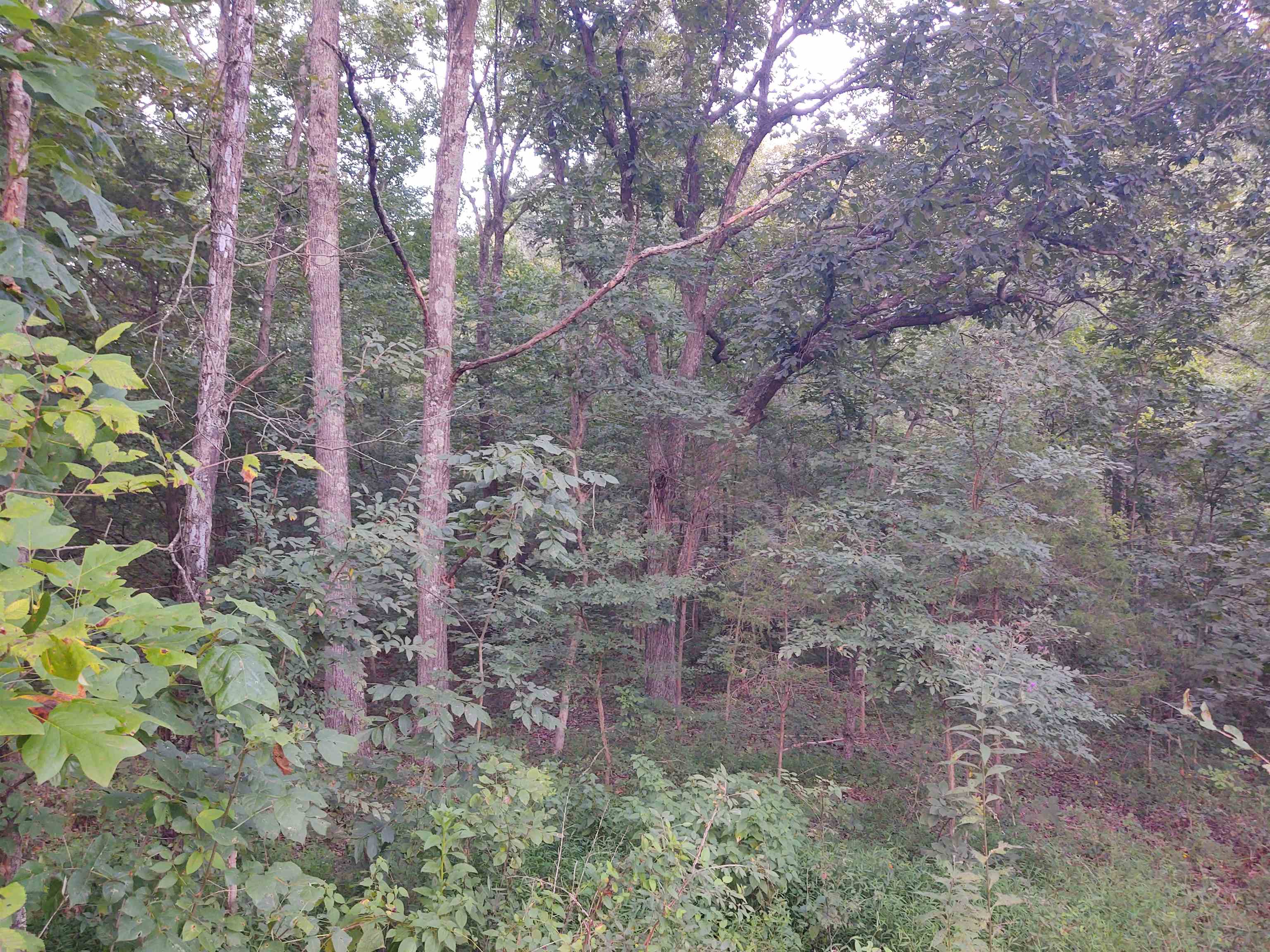 923 Ozark Road Property Photo 7