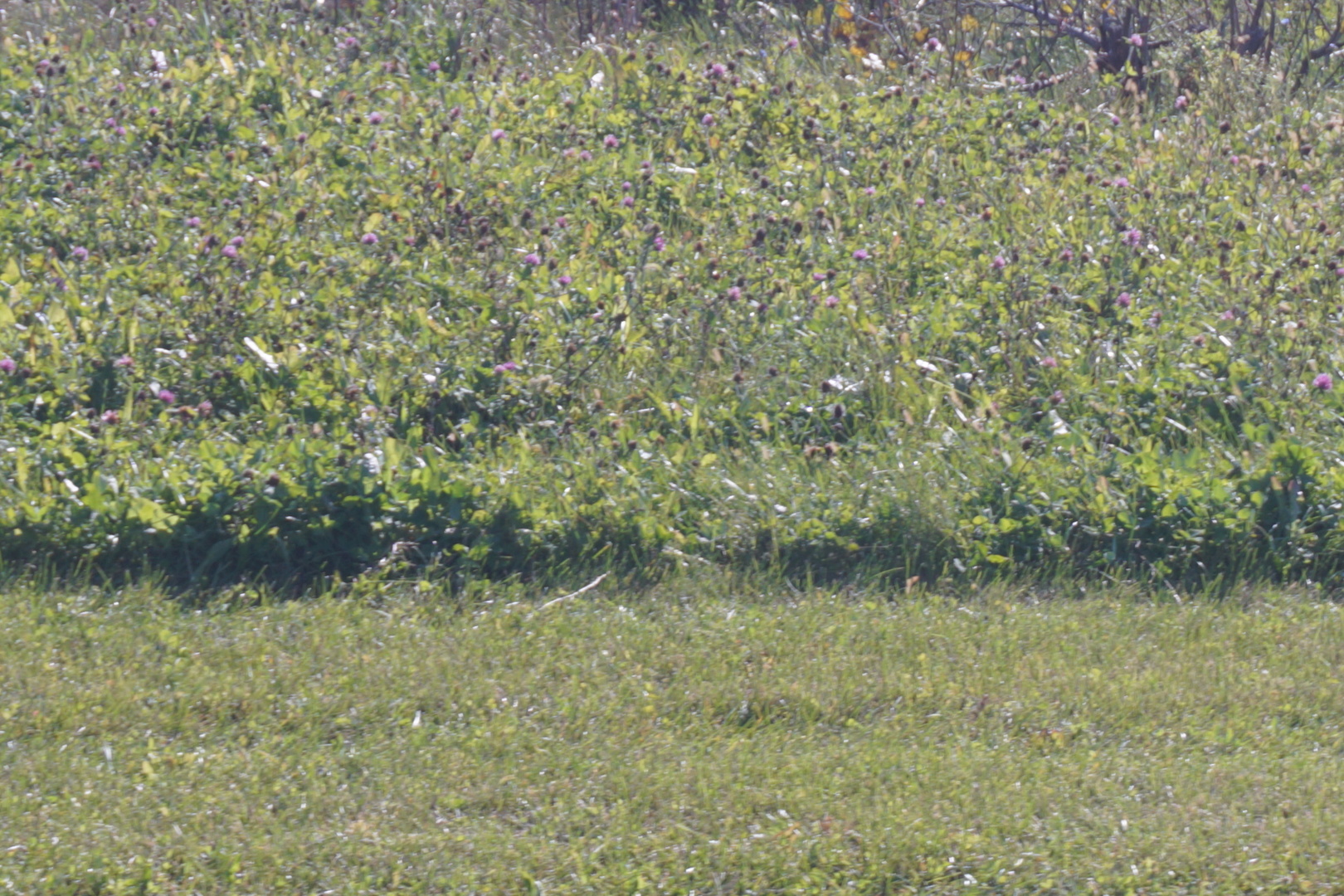 Lot3 S Rt 52 Road Property Photo 2