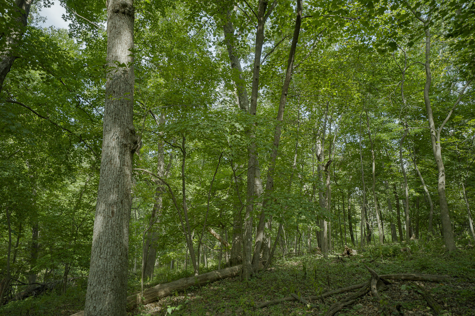 4820 Kopper Pond Road Property Photo 5