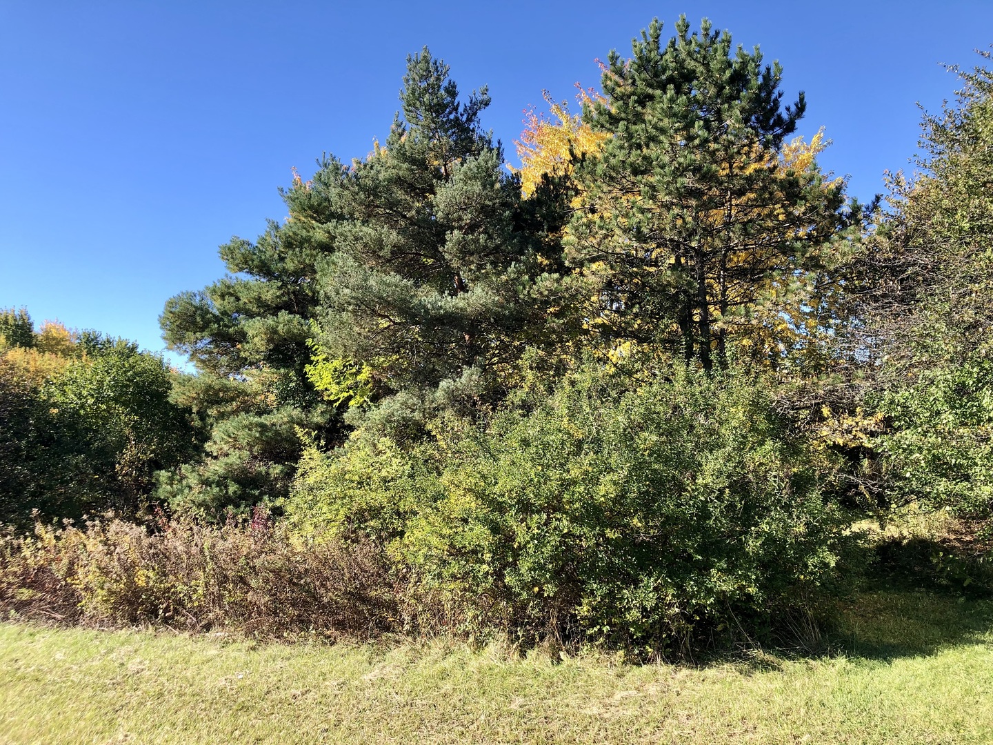 14067 W Pratum Terra Drive Property Photo 3