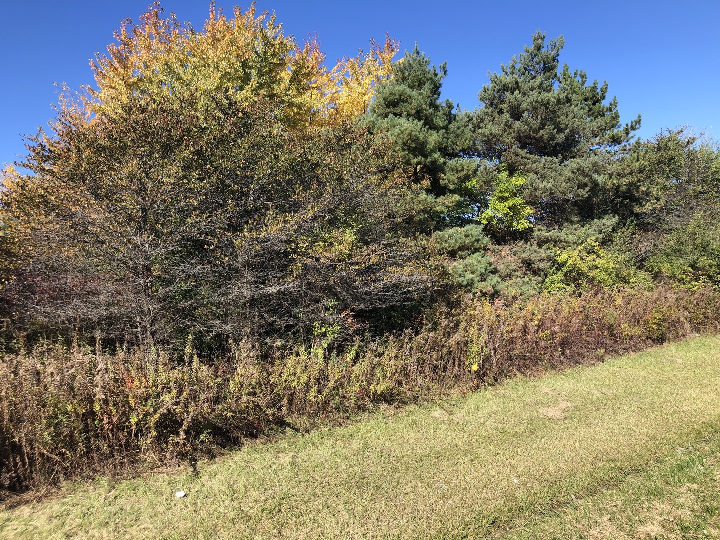 14067 W Pratum Terra Drive Property Photo 4