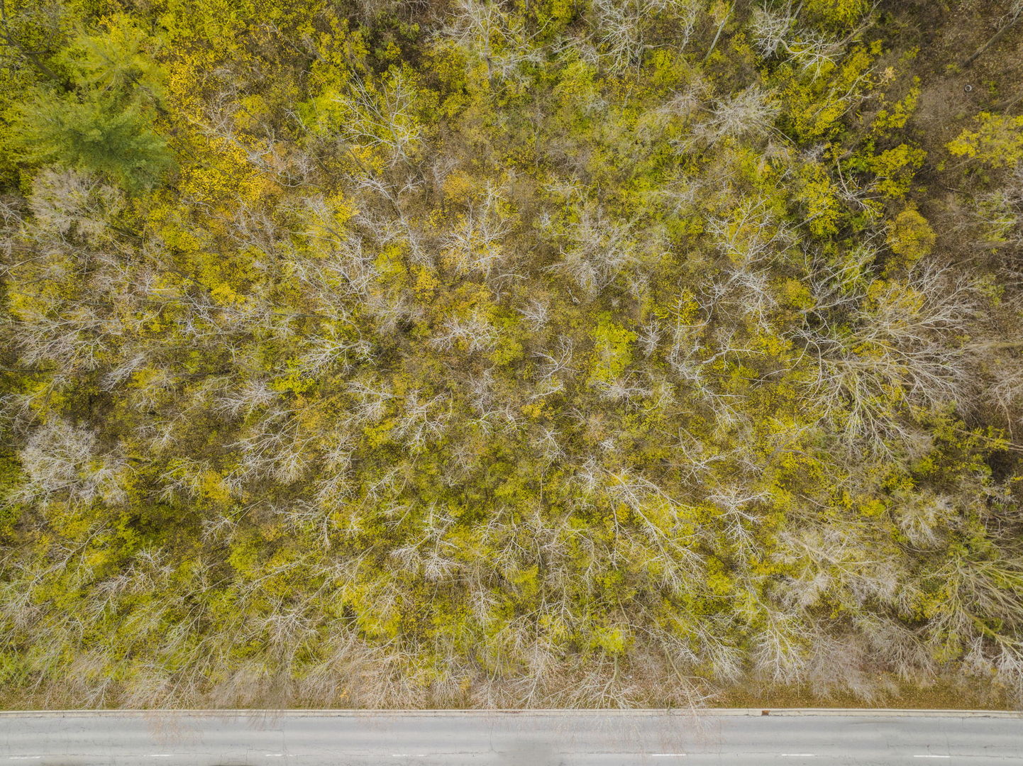 Lot 006 Woodward Avenue Property Photo 13