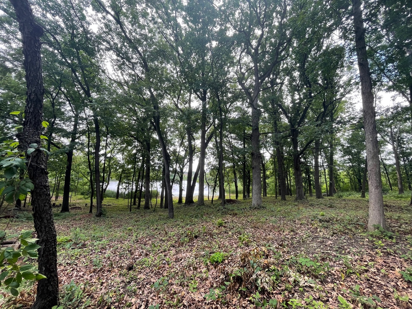 22145 W White Pine Road Property Photo 4