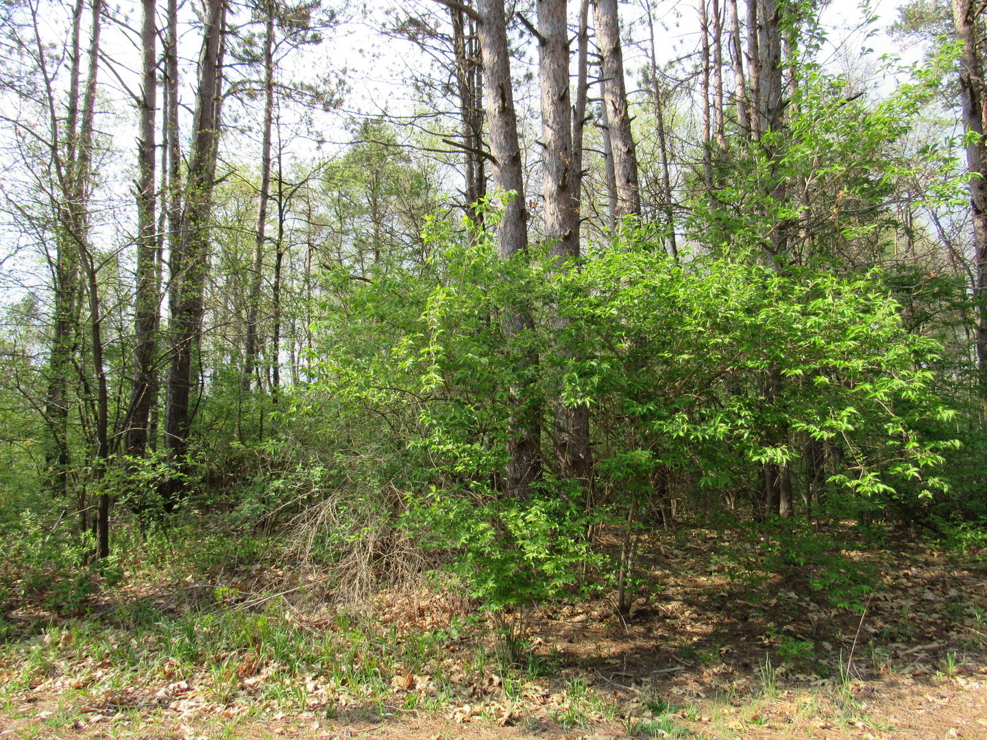 176 Norfolk Way Property Photo