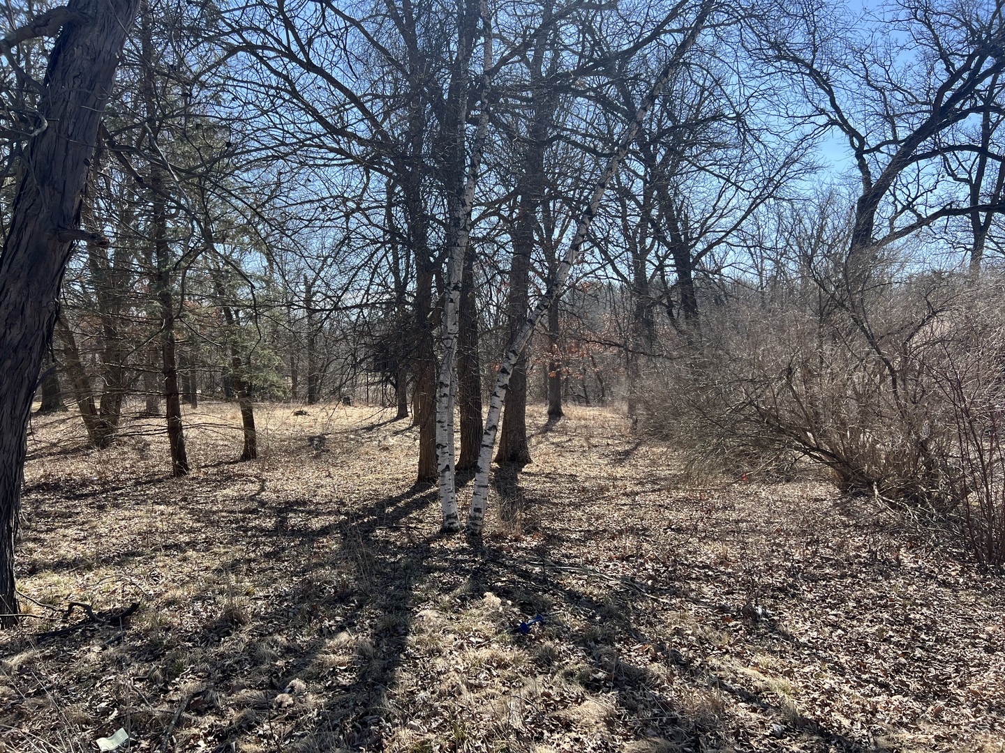 16524 Grove Creek Circle Property Photo 4