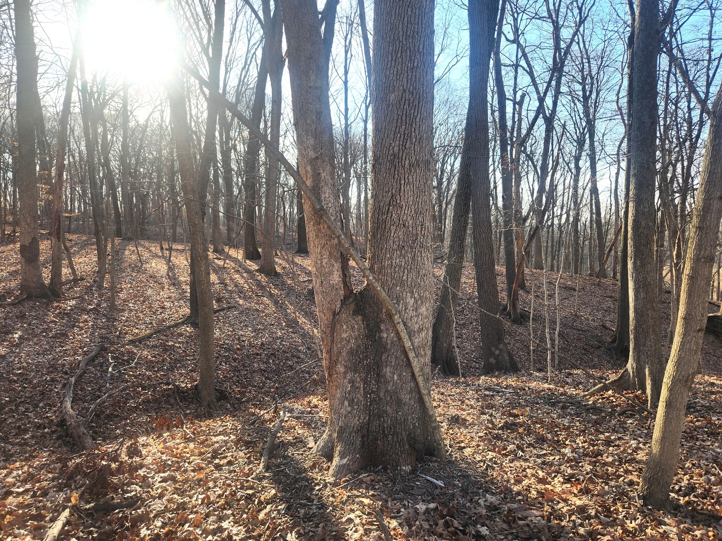 Lot 1764 Sunflower Court Property Photo
