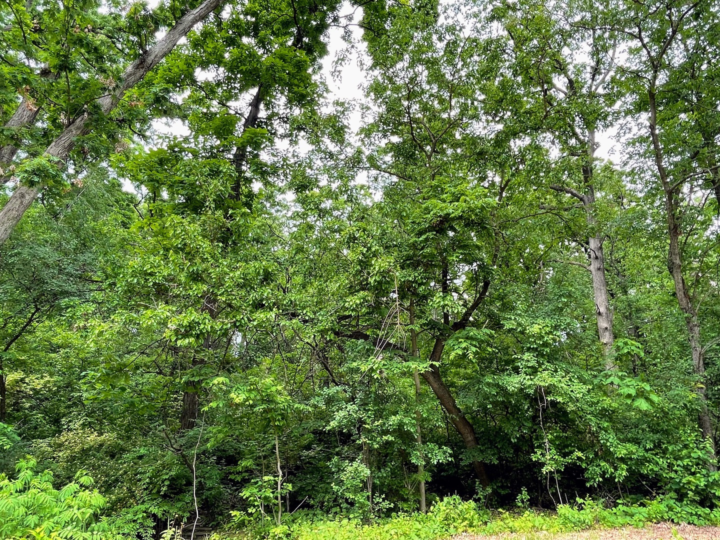 7408 Forest Oak Drive Property Photo 2