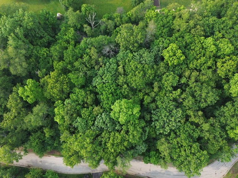 7408 Forest Oak Drive Property Photo 5
